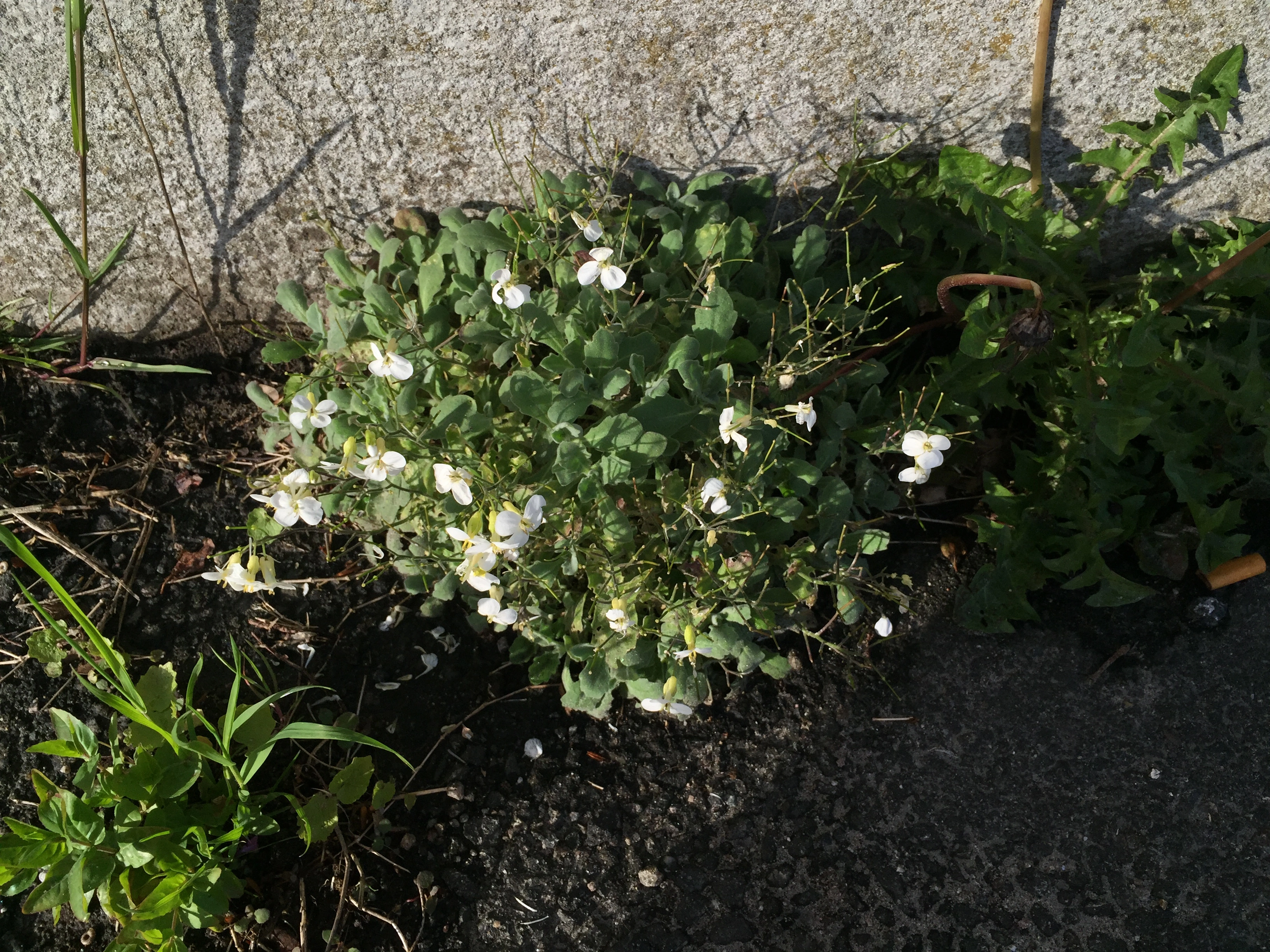 : Arabis caucasica.