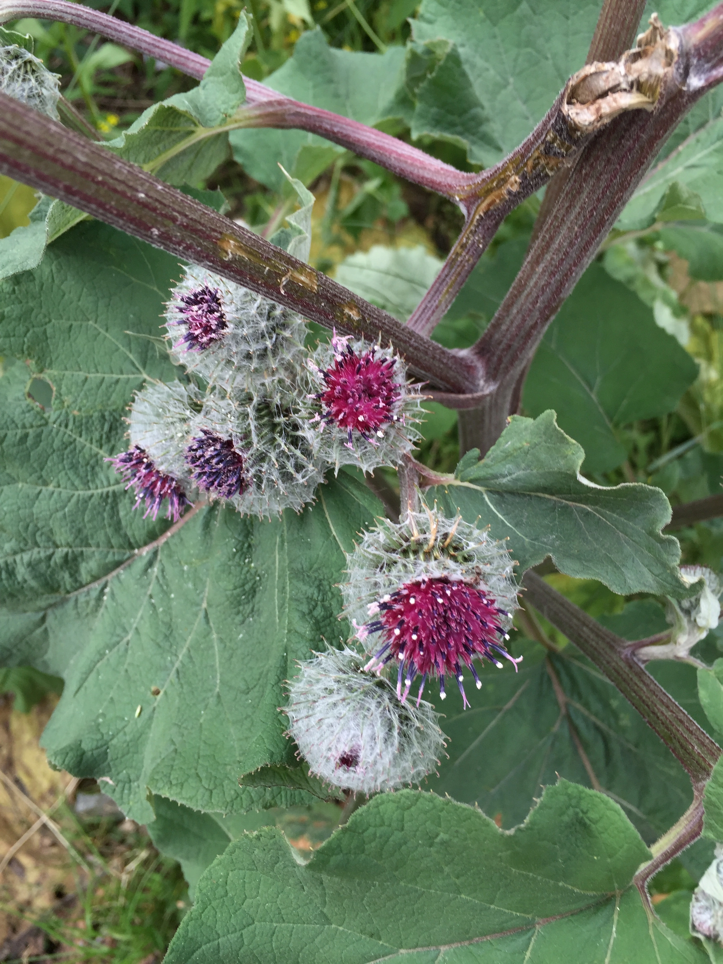 : Arctium tomentosum.