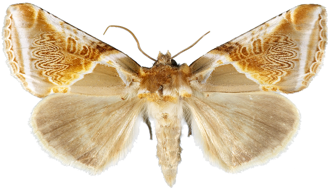 : Habrosyne pyritoides.