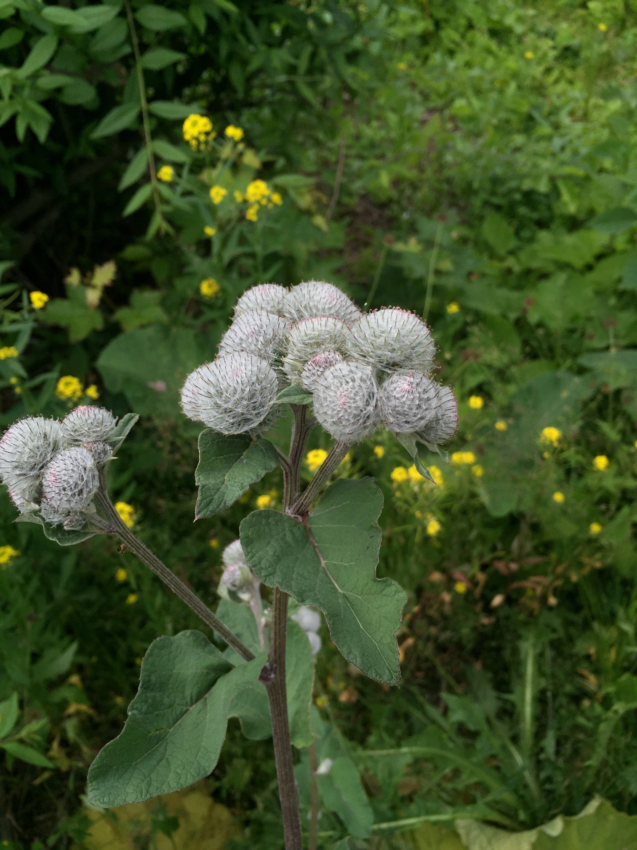 : Arctium tomentosum.