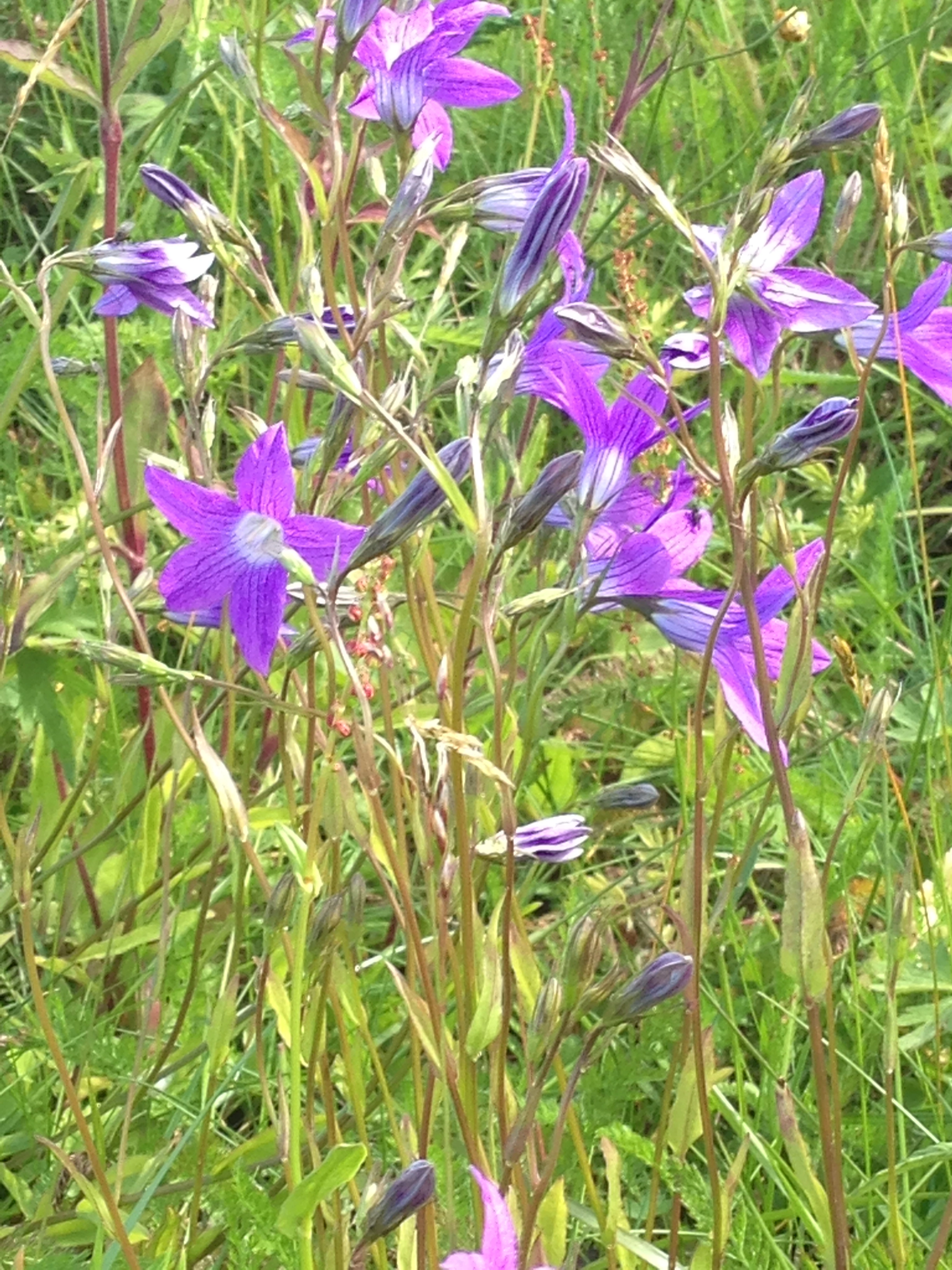 : Campanula patula.