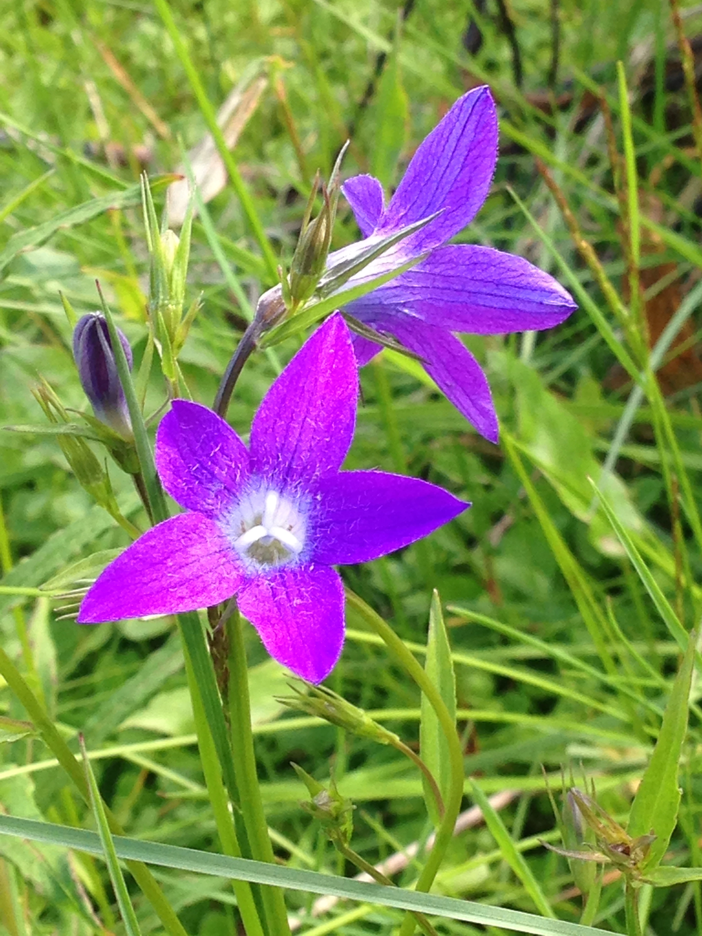 : Campanula patula.