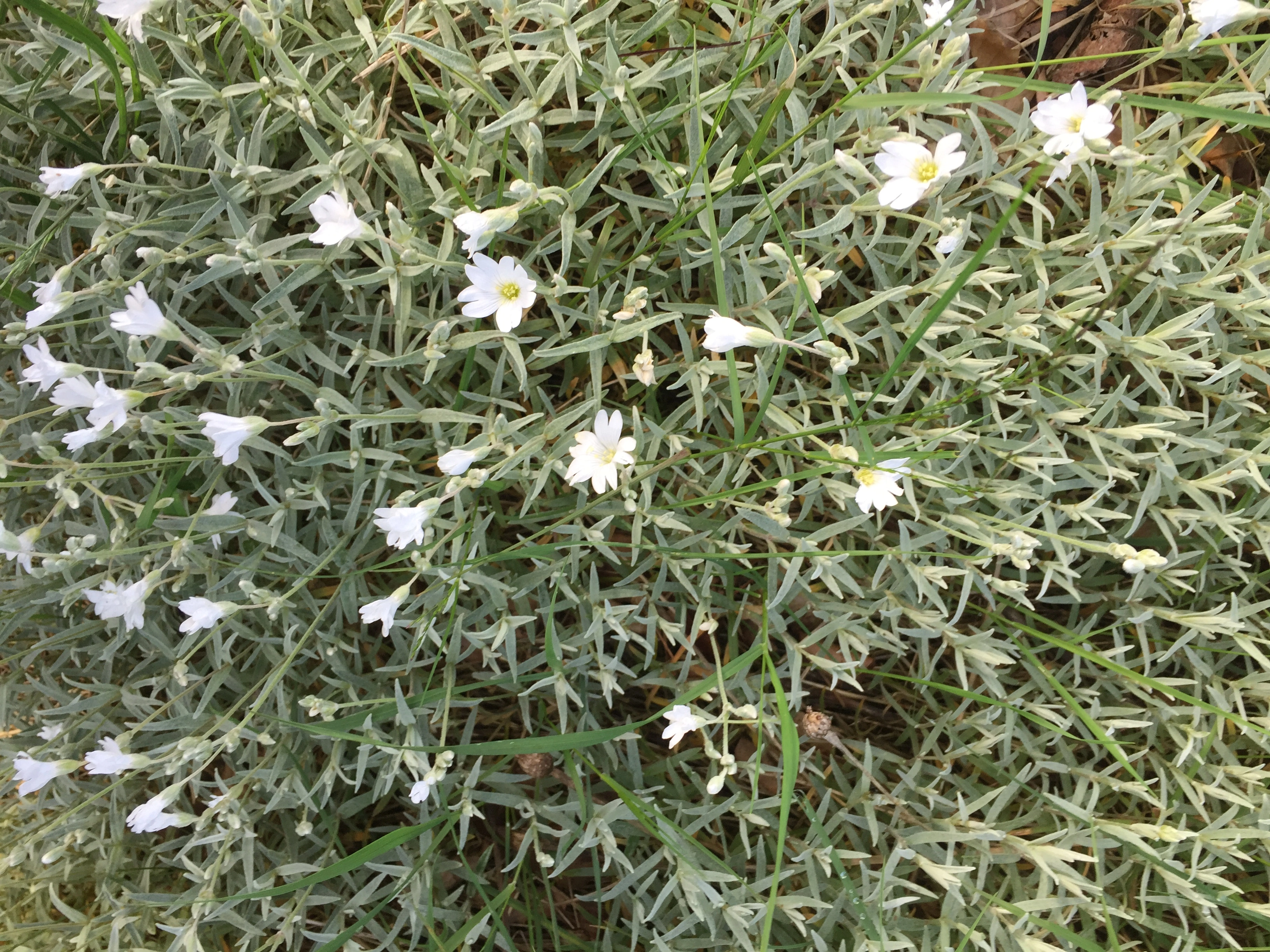 : Cerastium tomentosum.