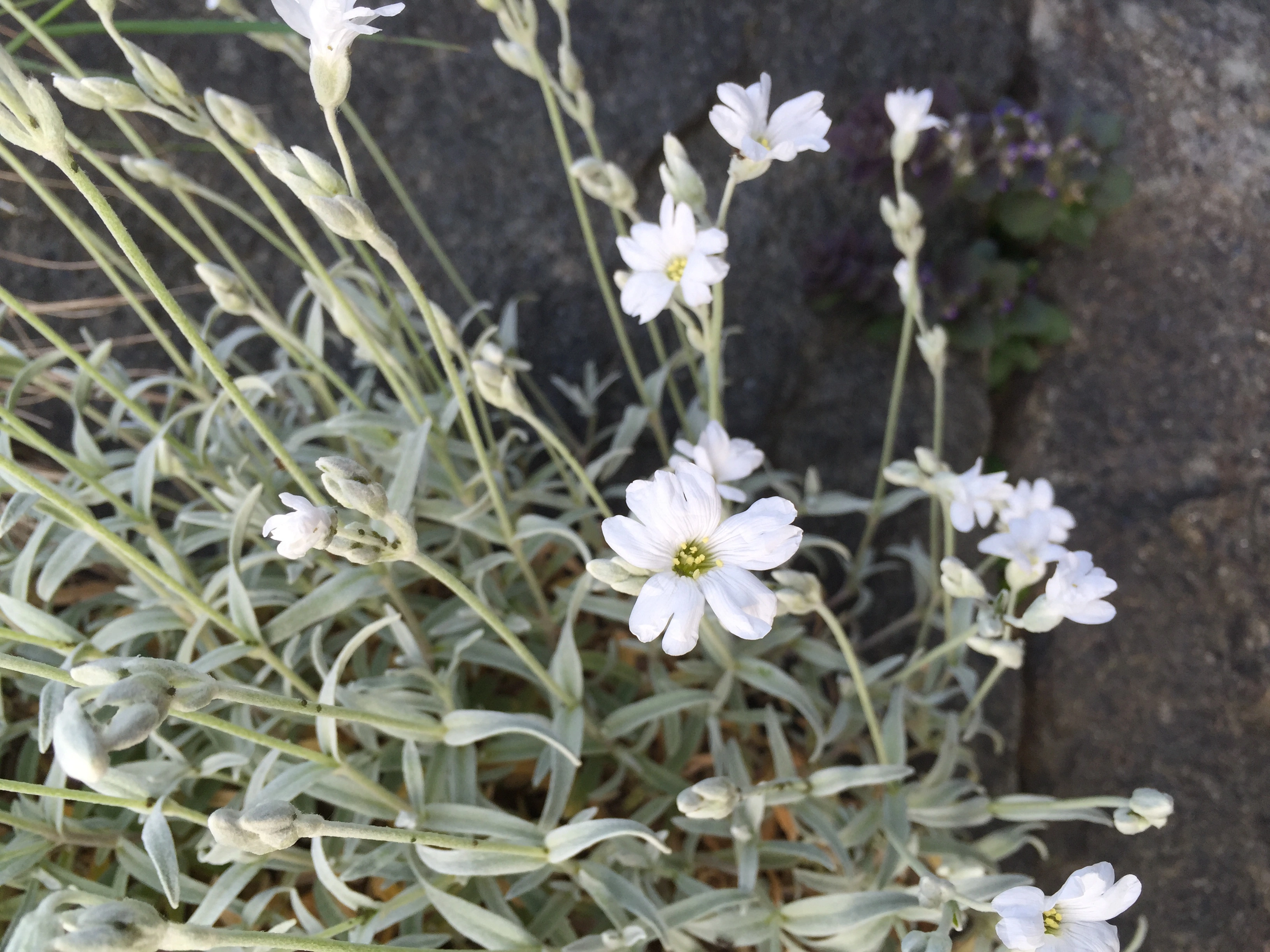 : Cerastium tomentosum.