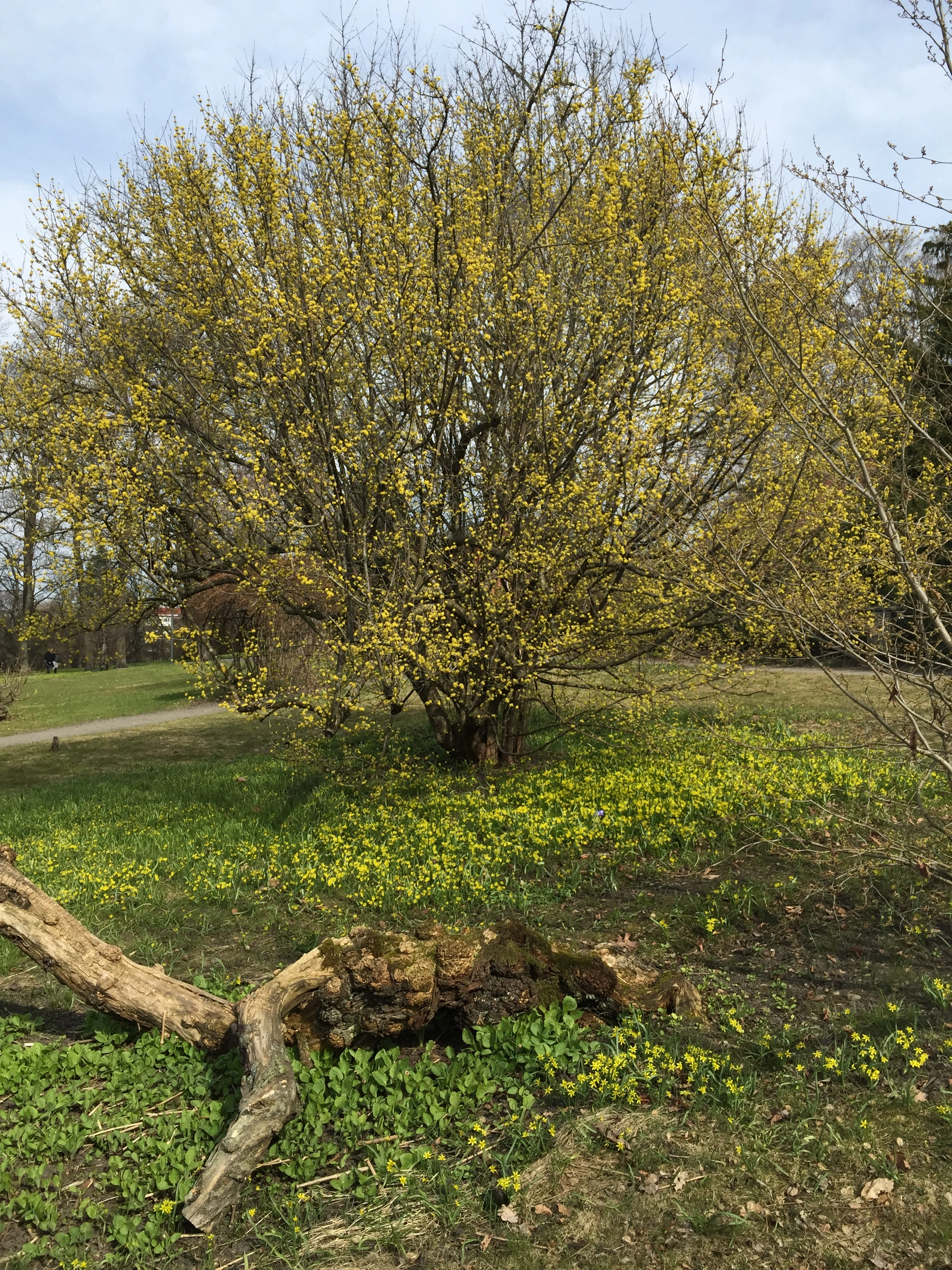 : Cornus mas.