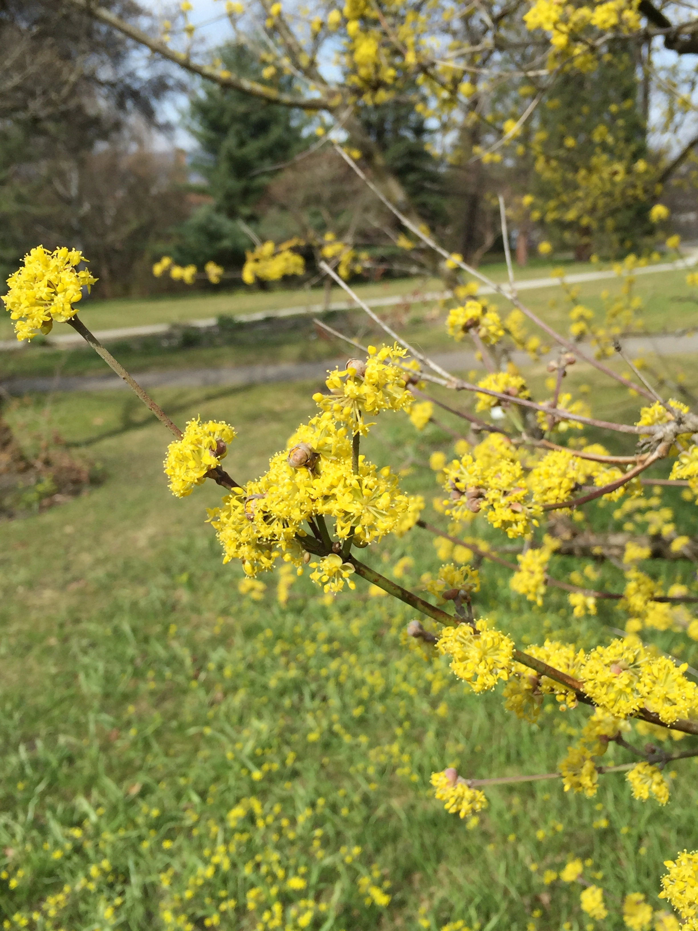 : Cornus mas.