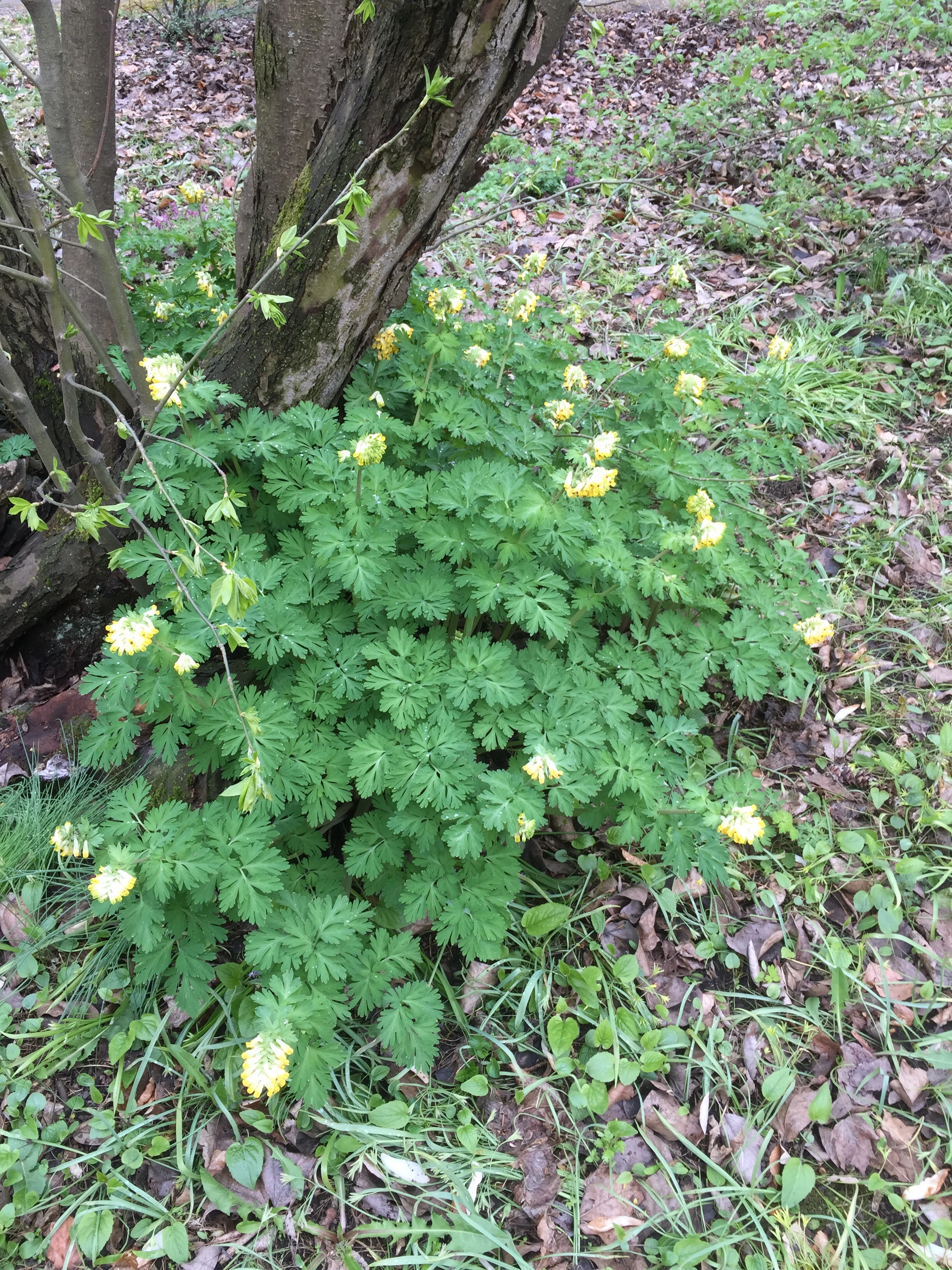 : Corydalis nobilis.