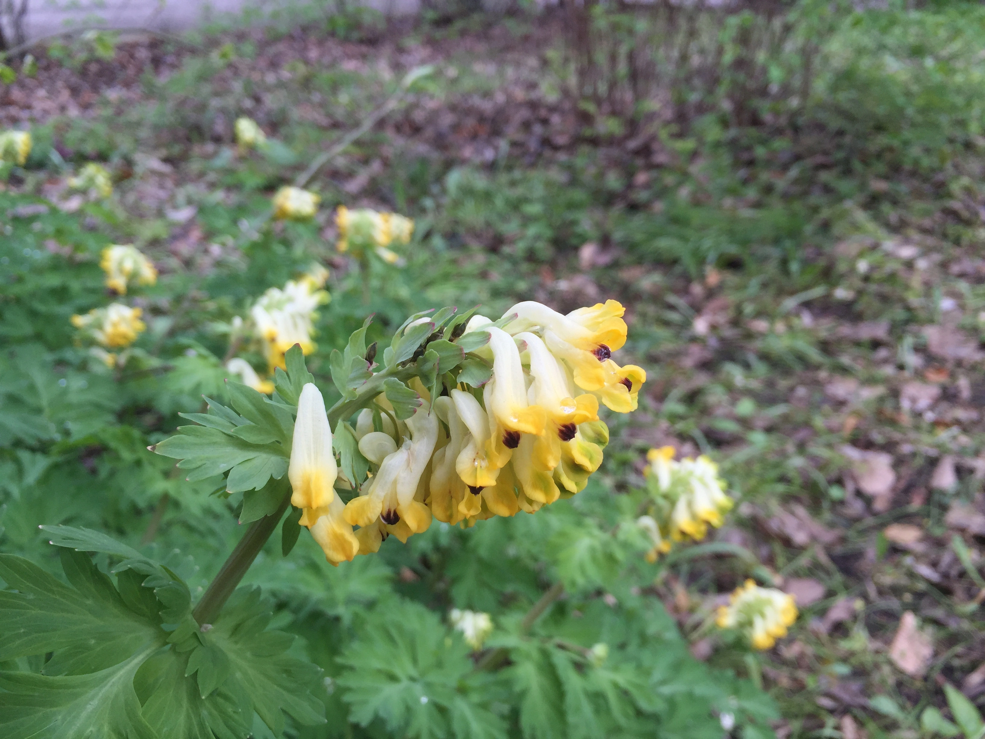 : Corydalis nobilis.