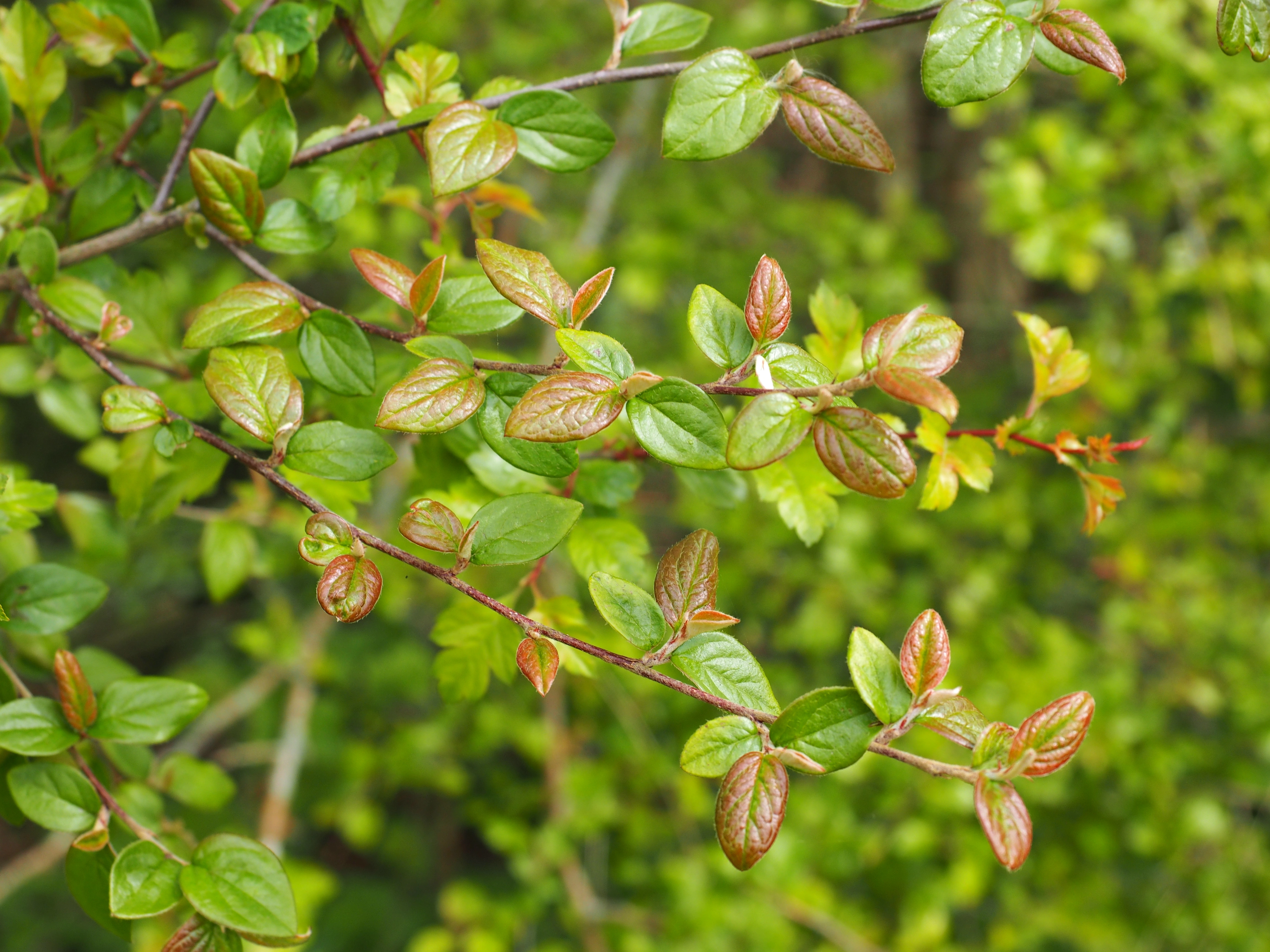 : Cotoneaster bullatus.