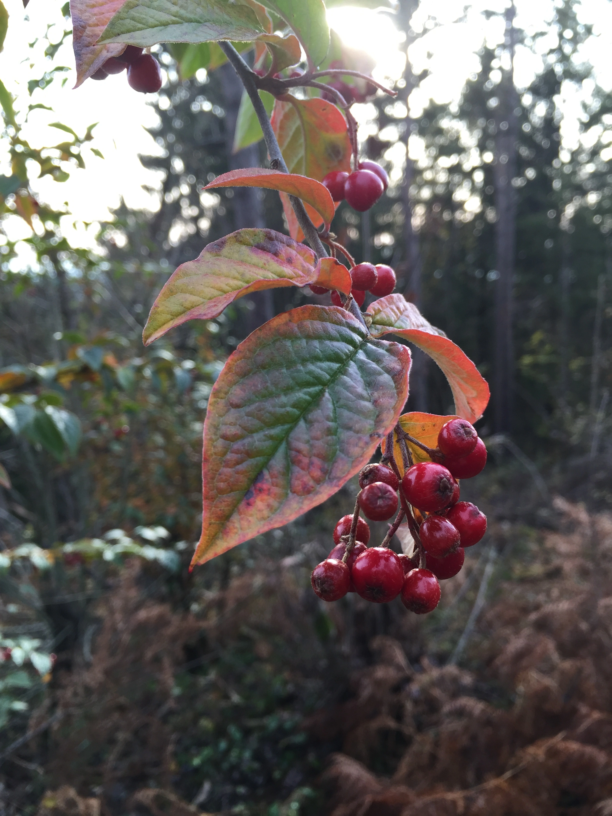 : Cotoneaster bullatus.