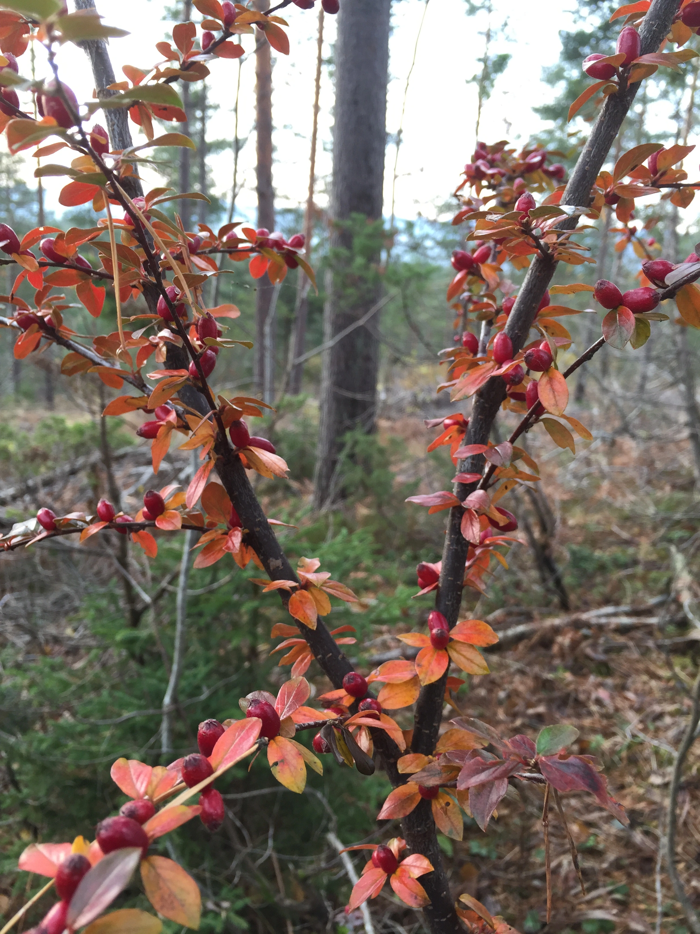 : Cotoneaster divaricatus.