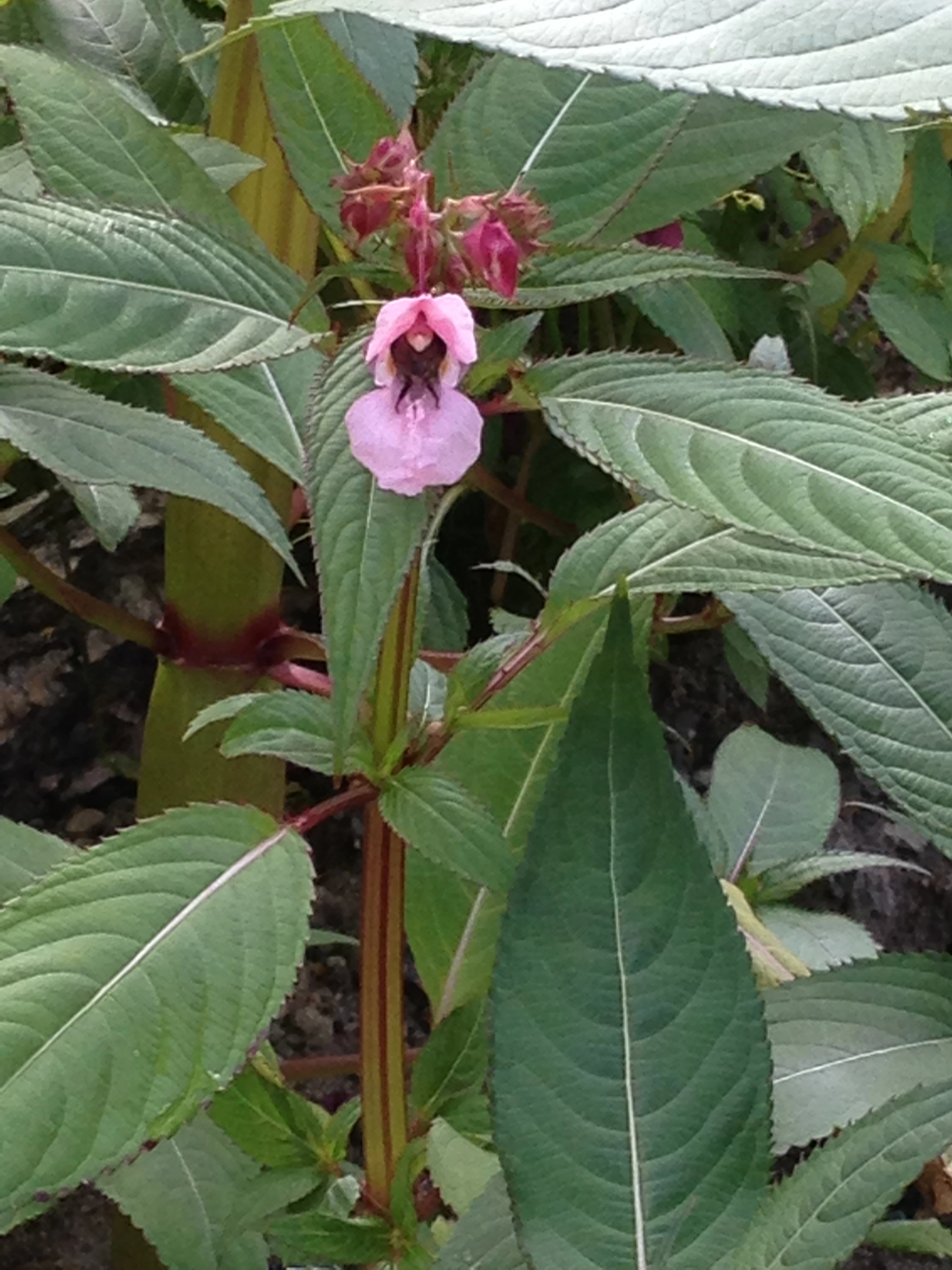 : Impatiens glandulifera.