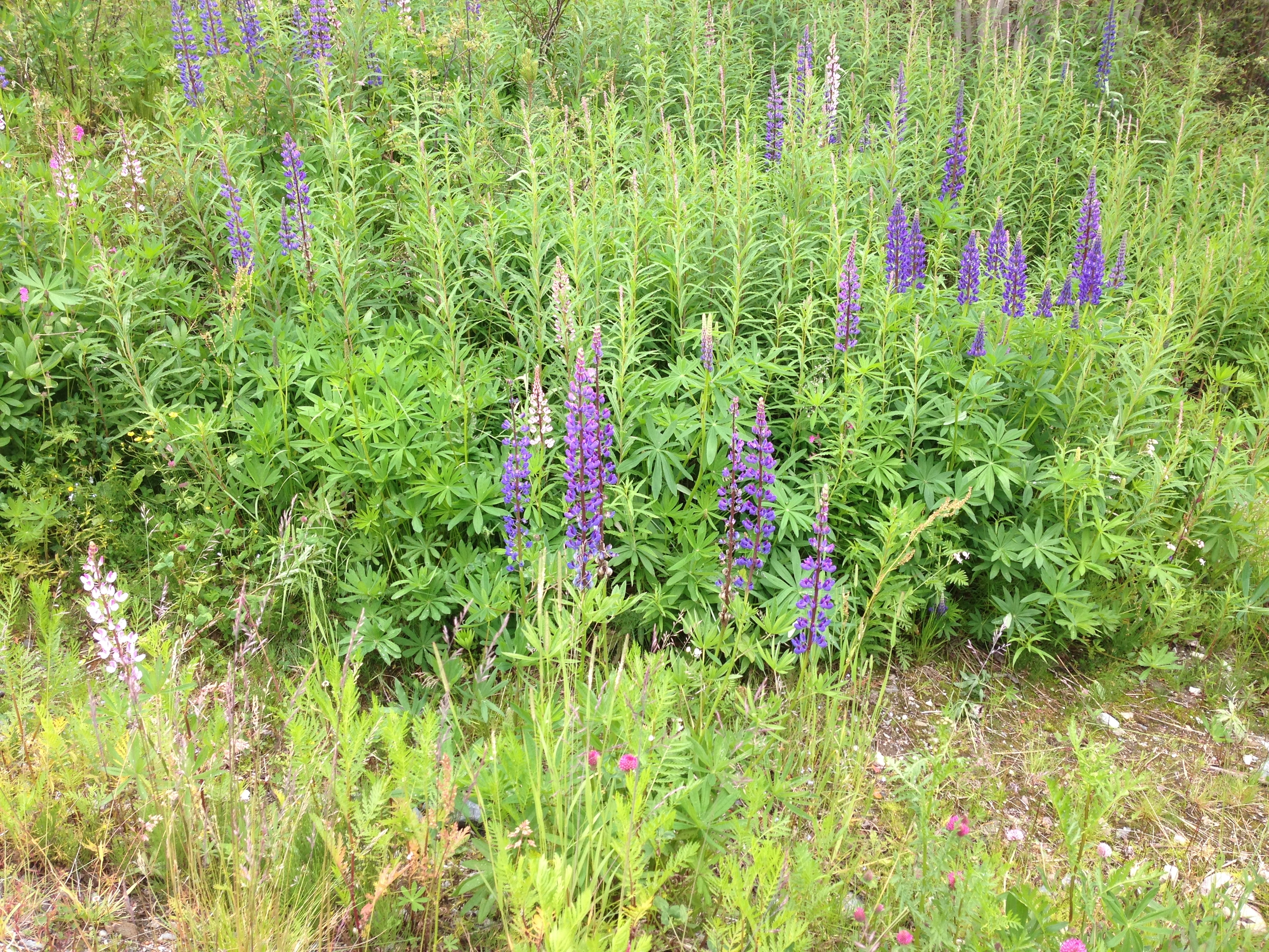 : Lupinus nootkatensis.