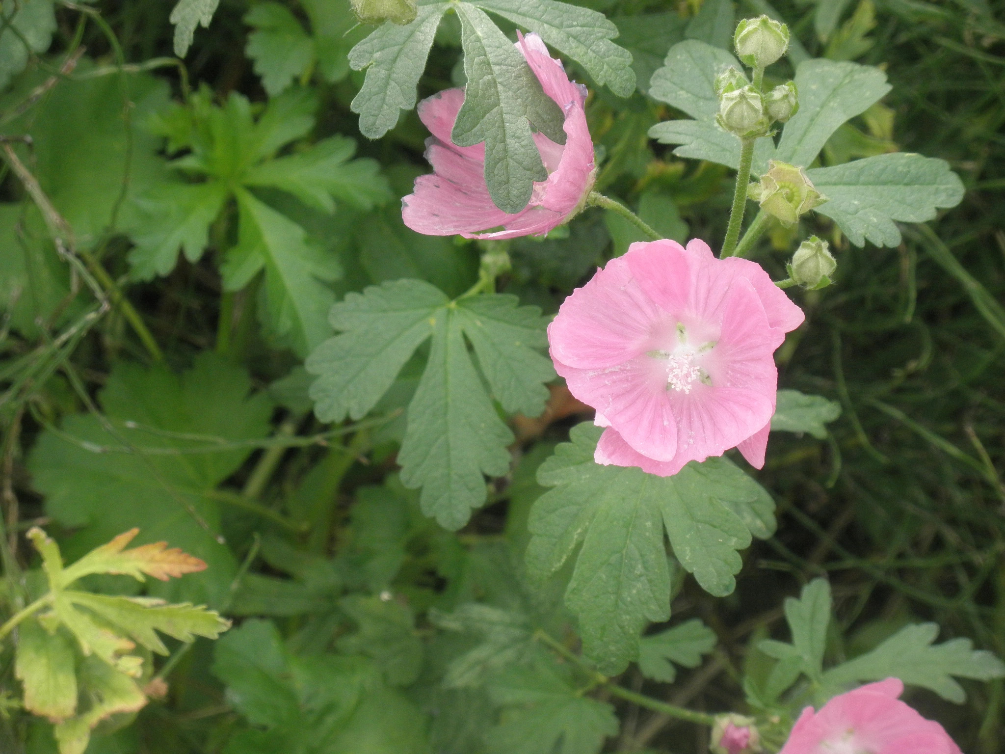 : Malva alcea.