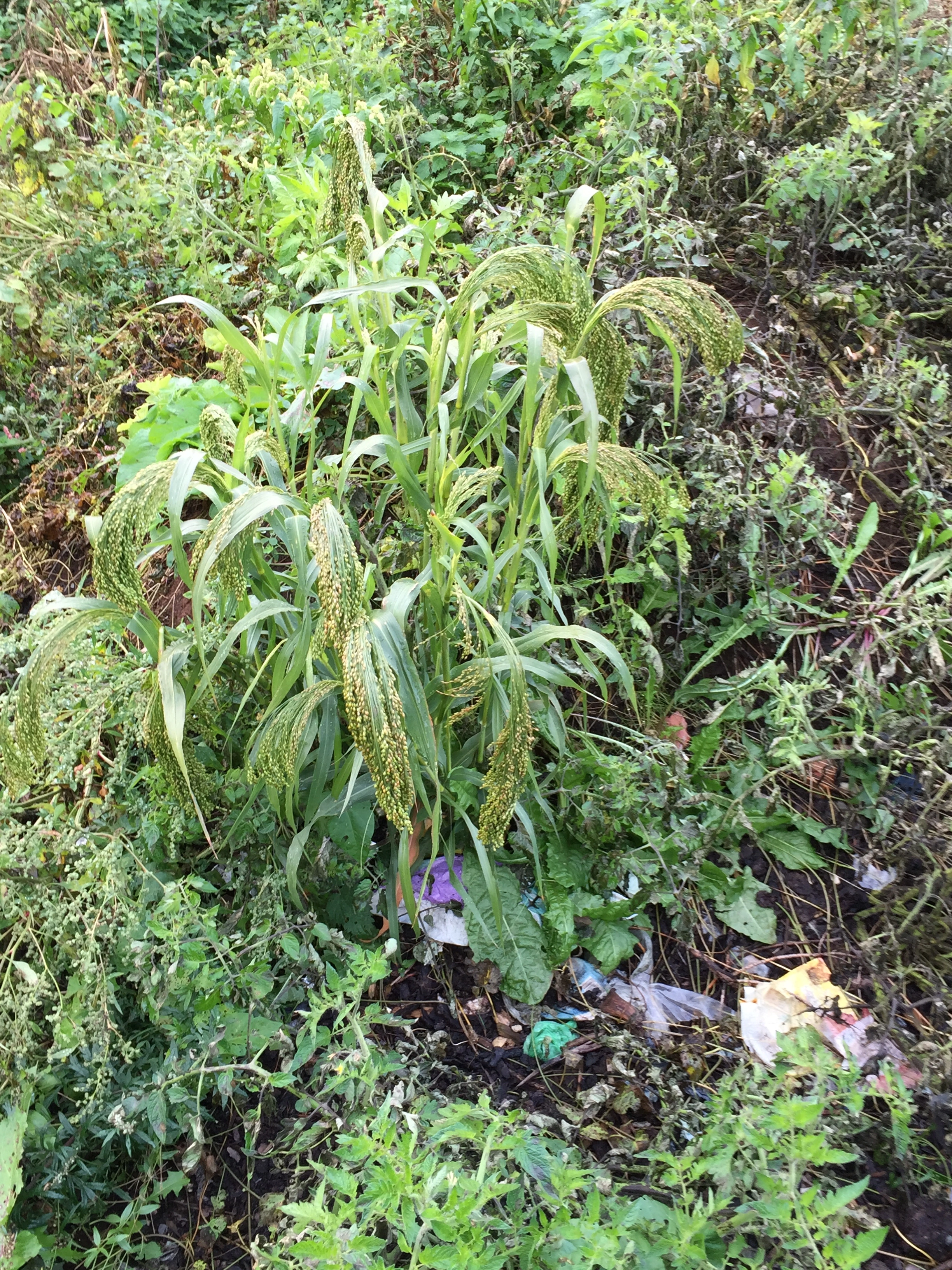 : Panicum miliaceum.