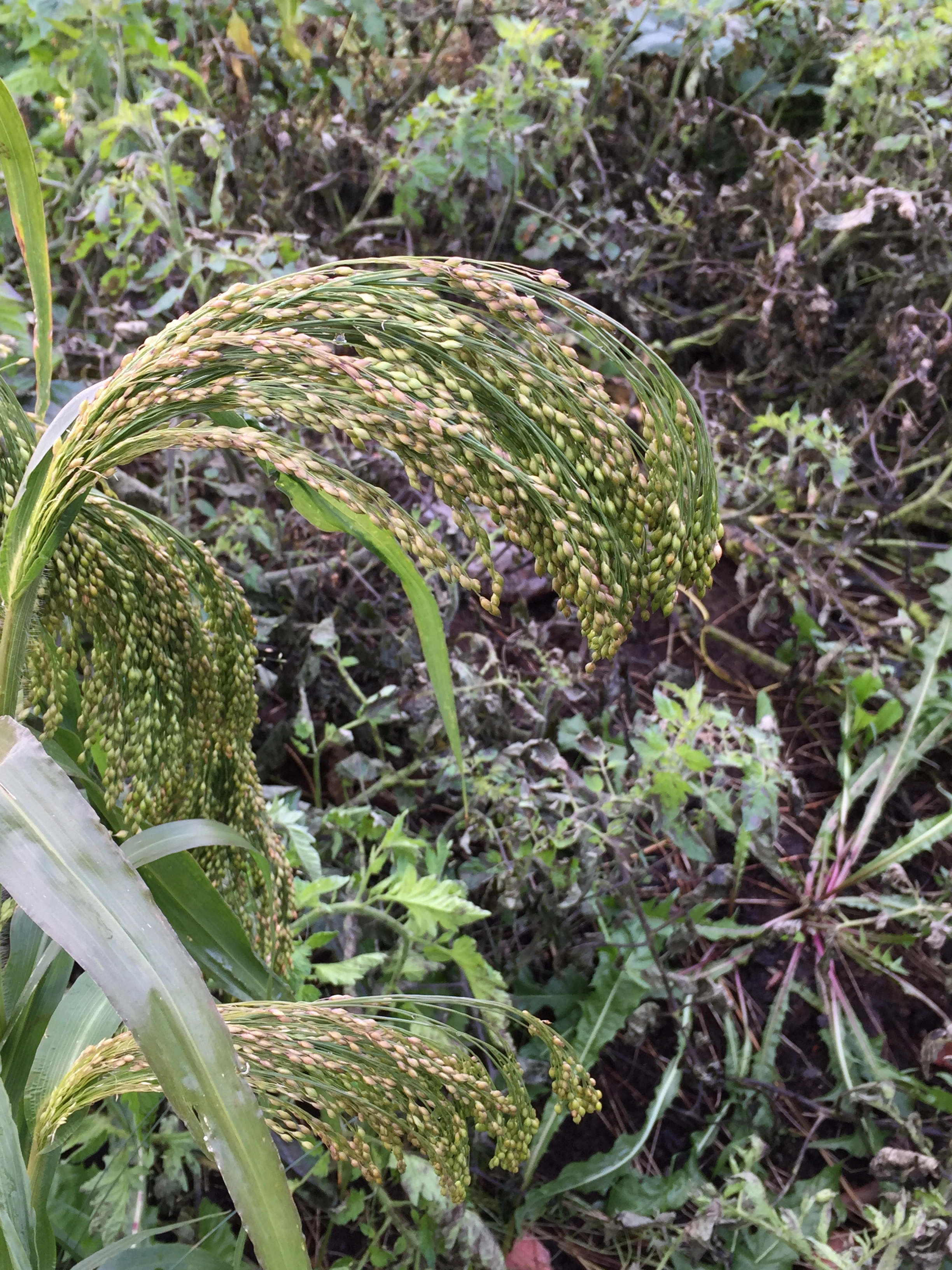 : Panicum miliaceum.