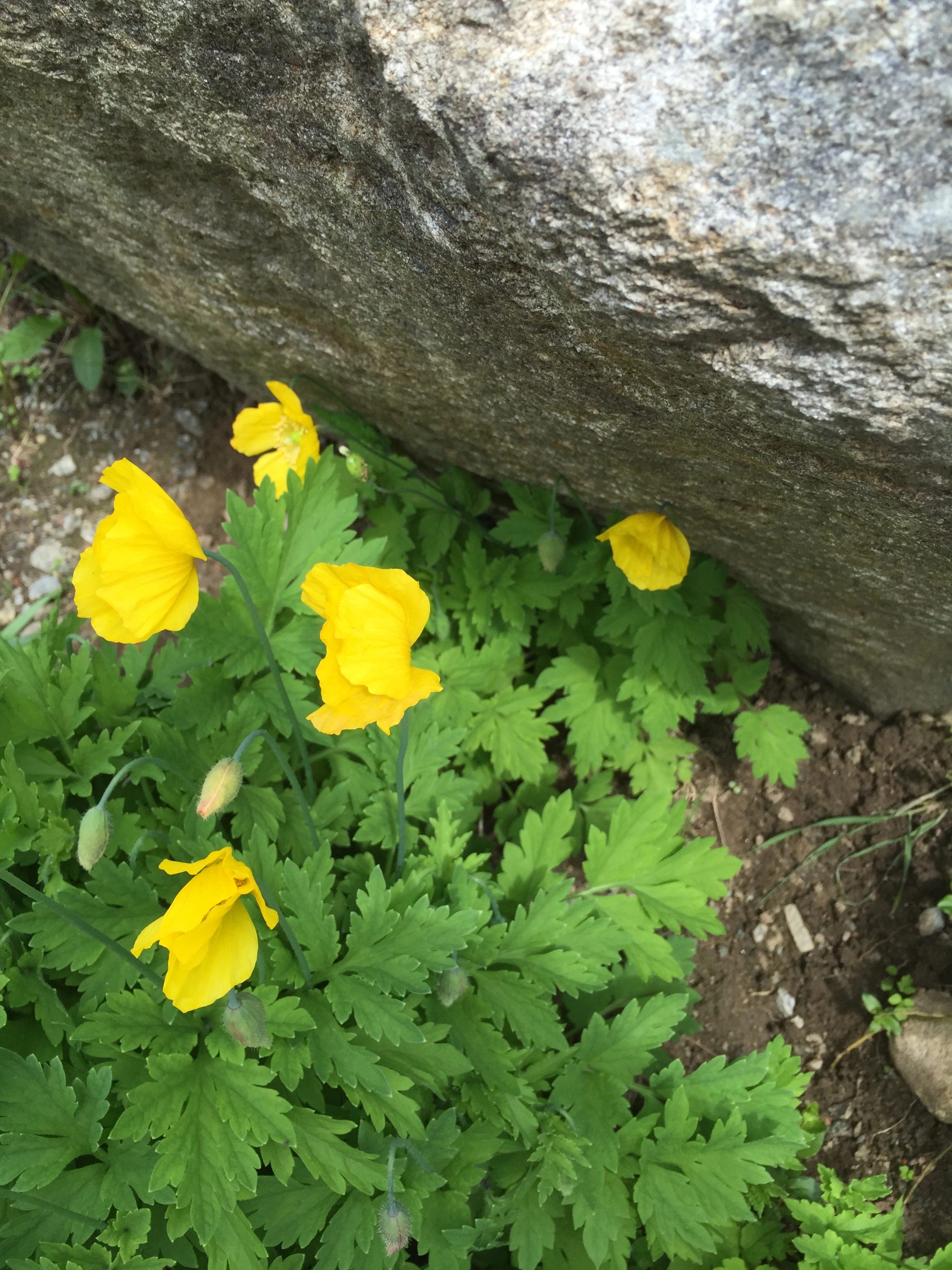 : Papaver cambricum.