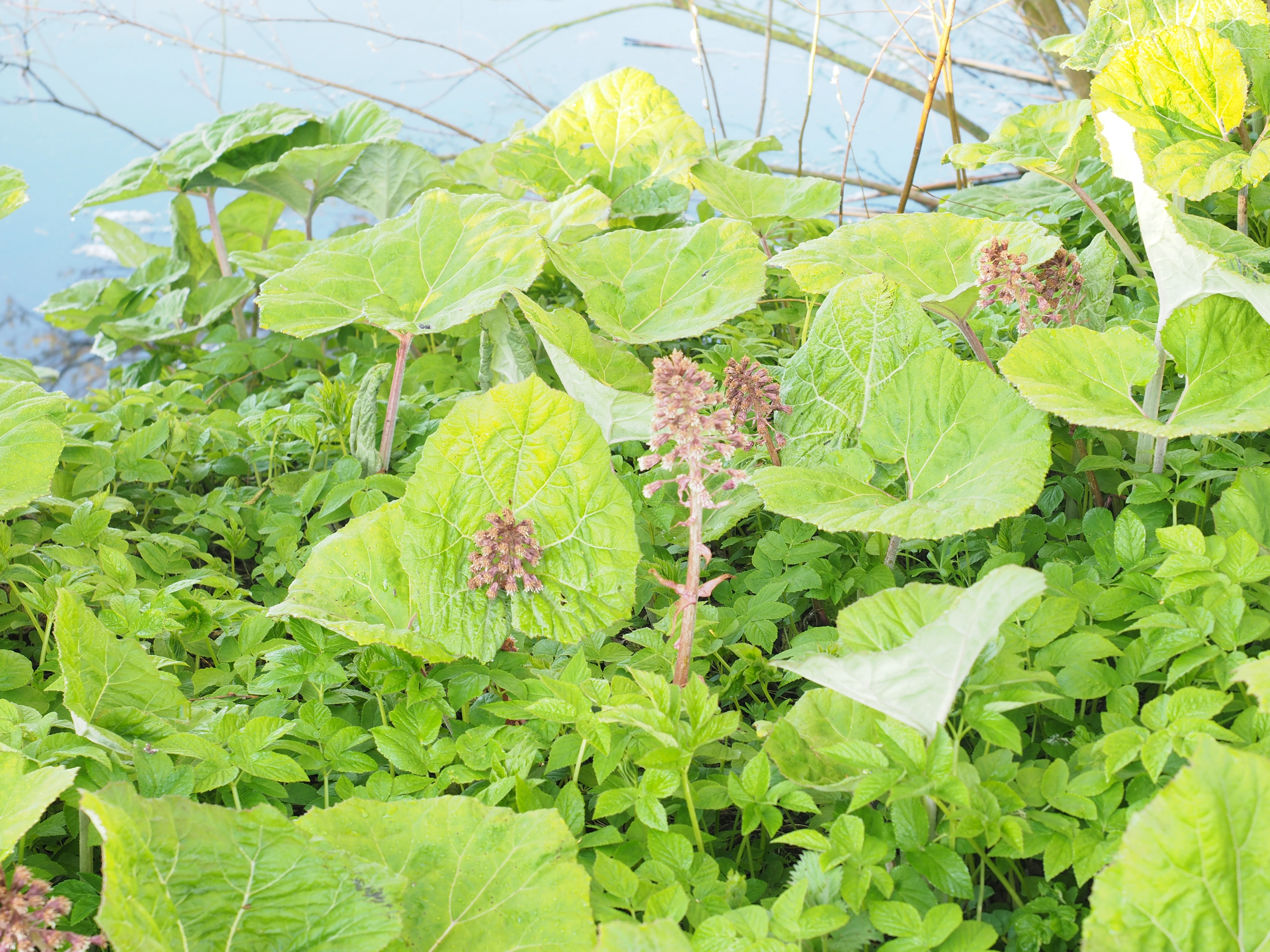 : Petasites hybridus.