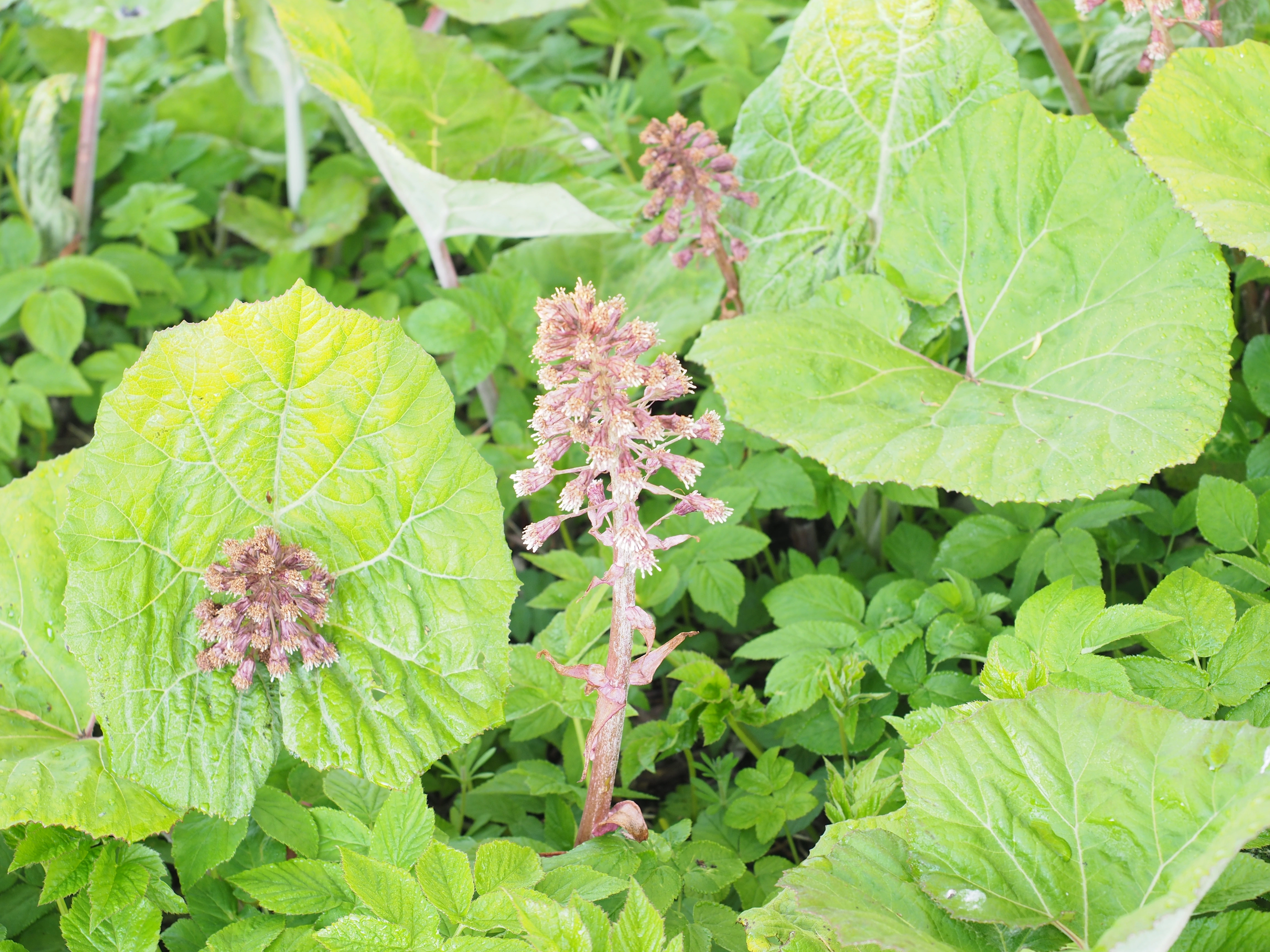 : Petasites hybridus.