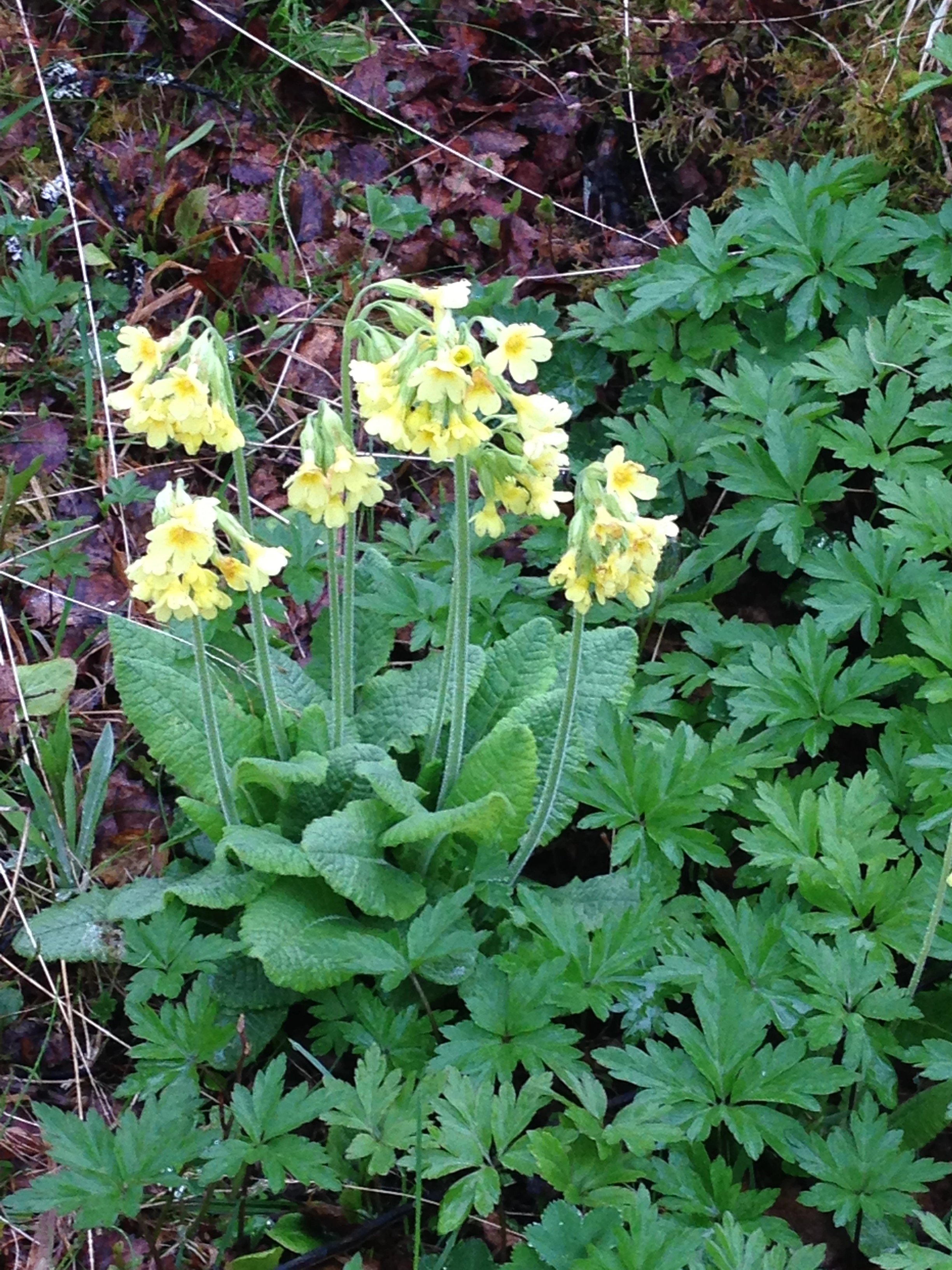 : Primula elatior.