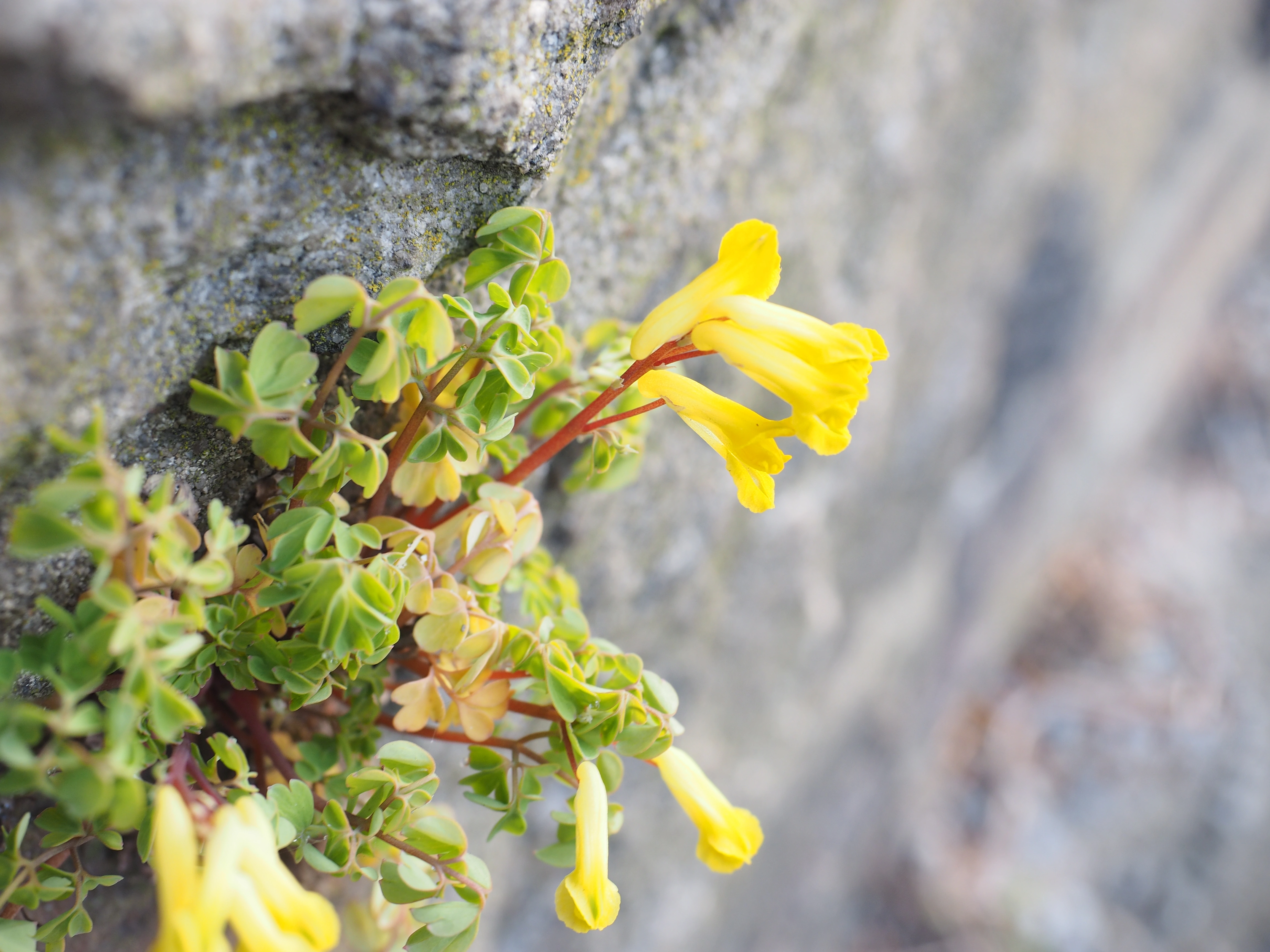 : Pseudofumaria lutea.