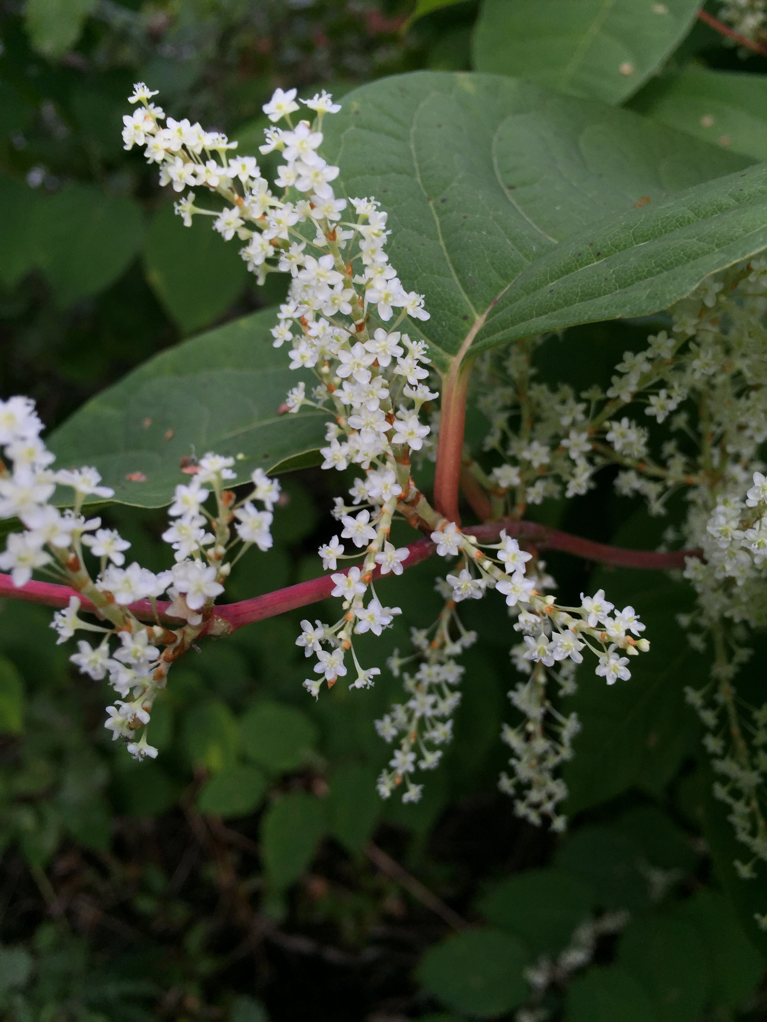 : Reynoutria japonica.