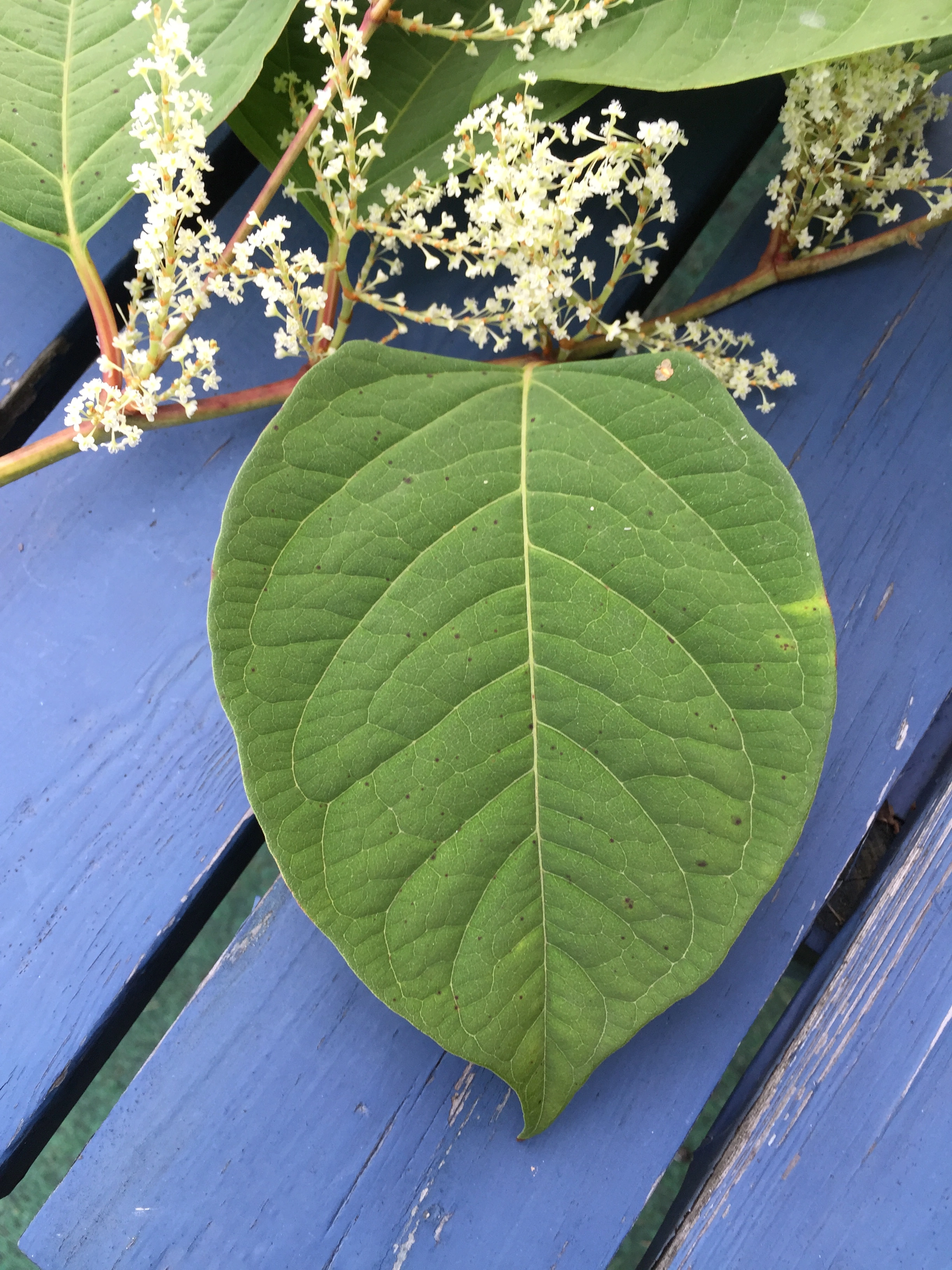 : Reynoutria japonica.