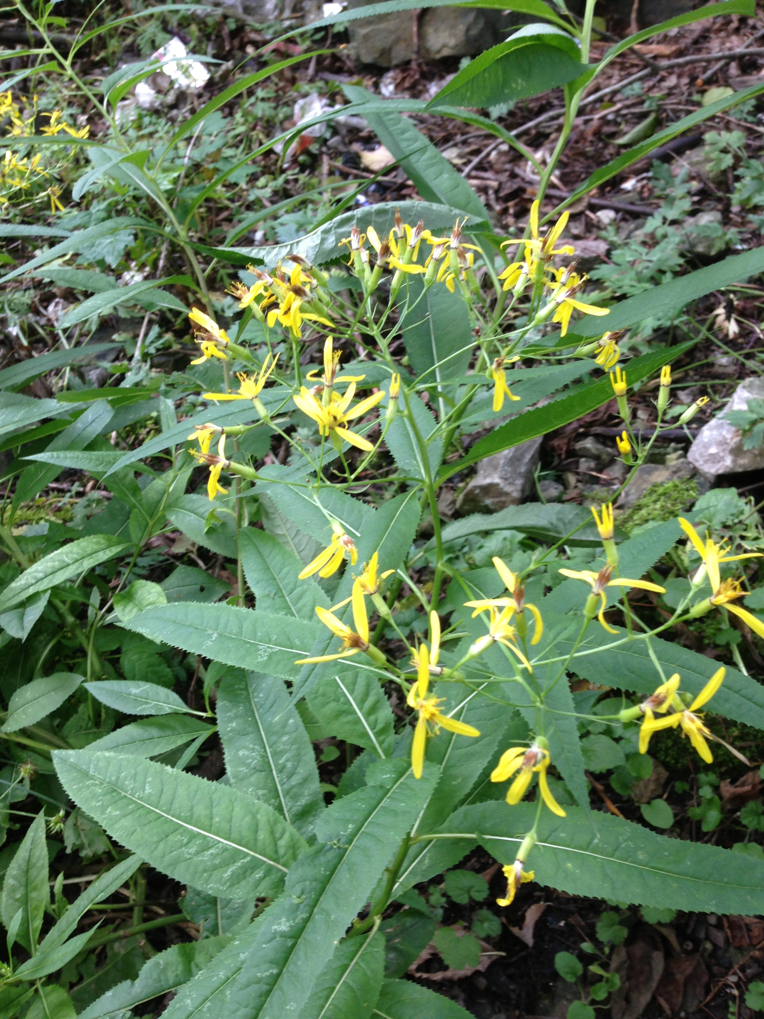 : Senecio ovatus.