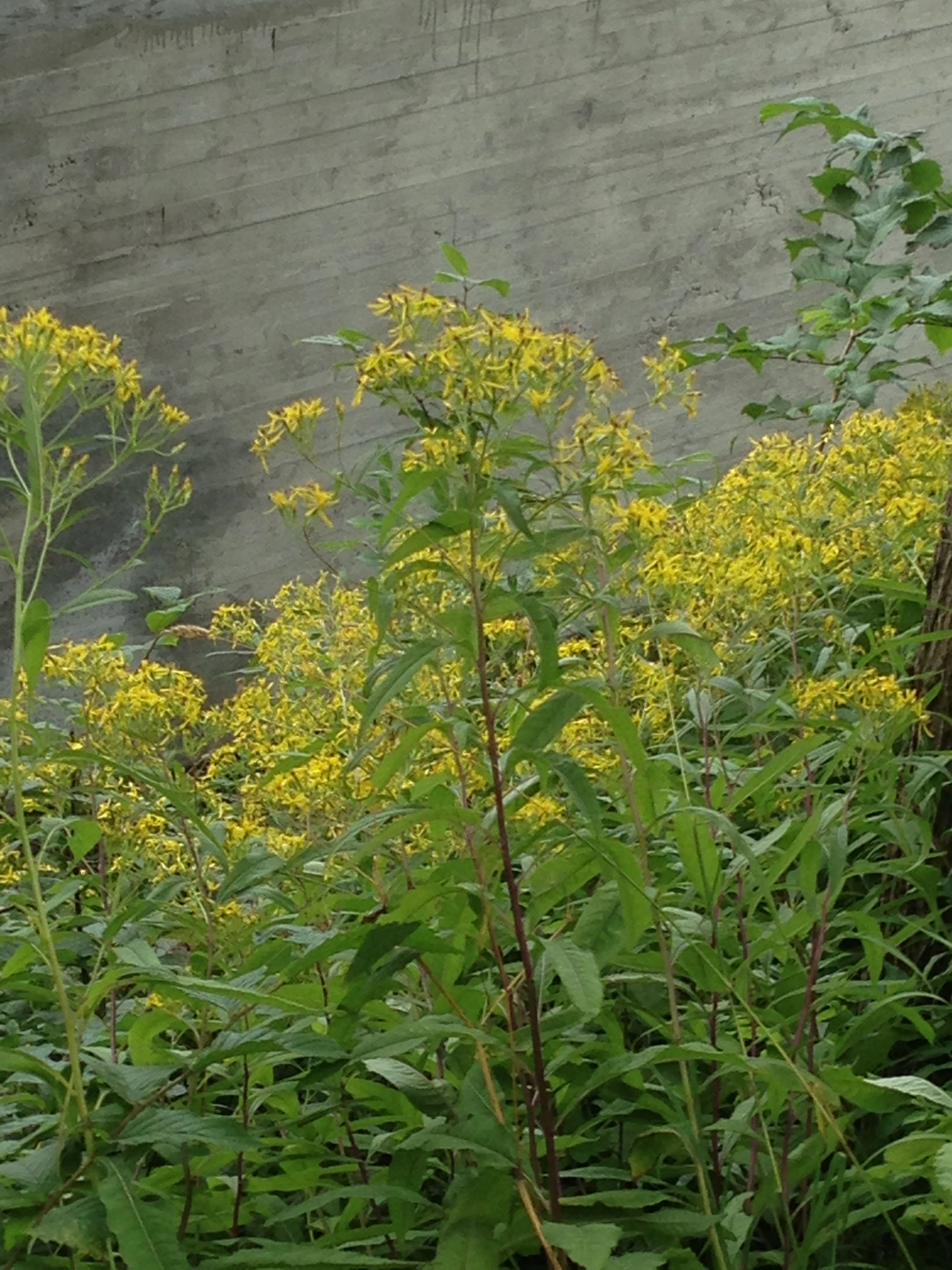 : Senecio ovatus.