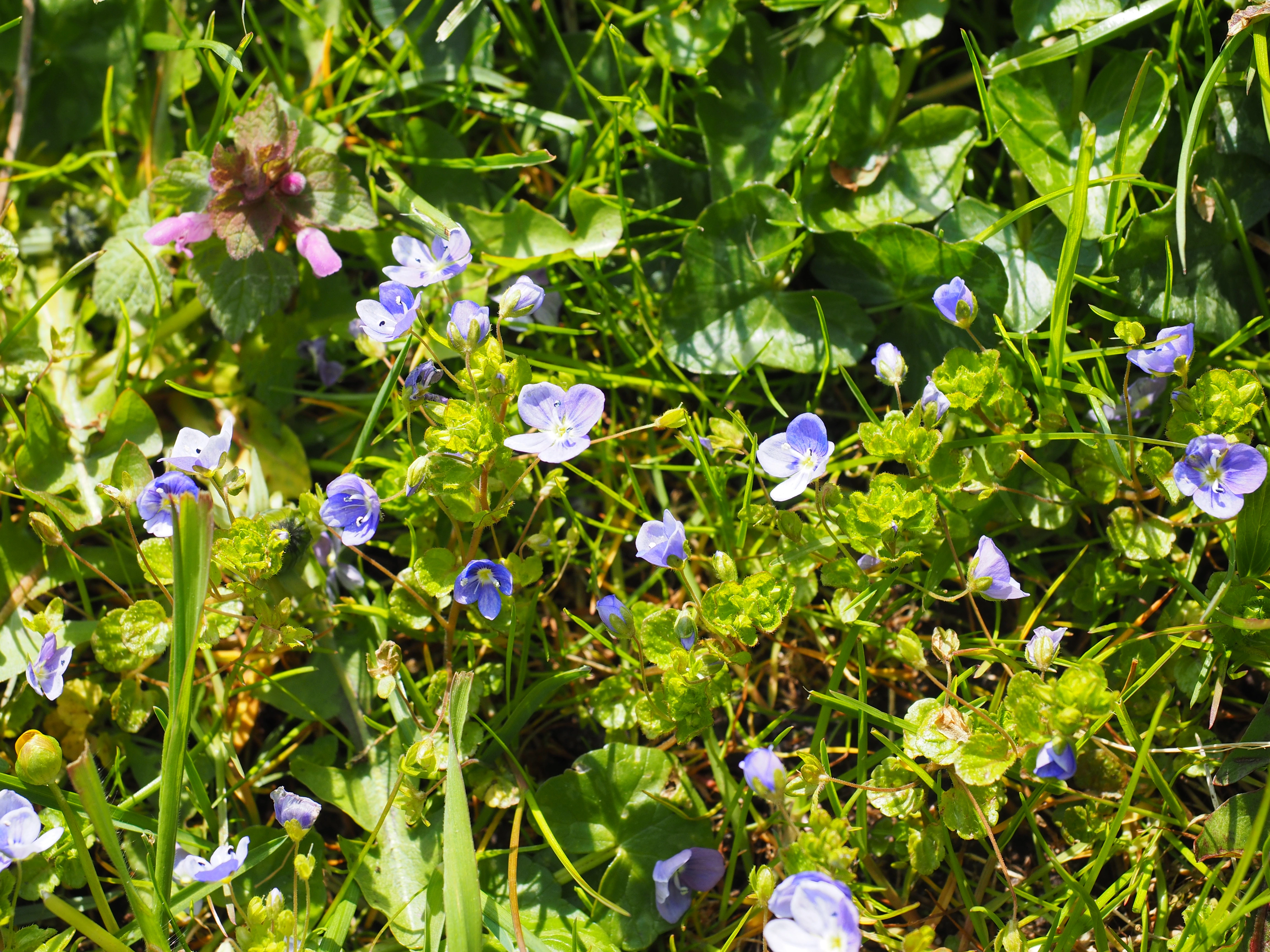 : Veronica filiformis.