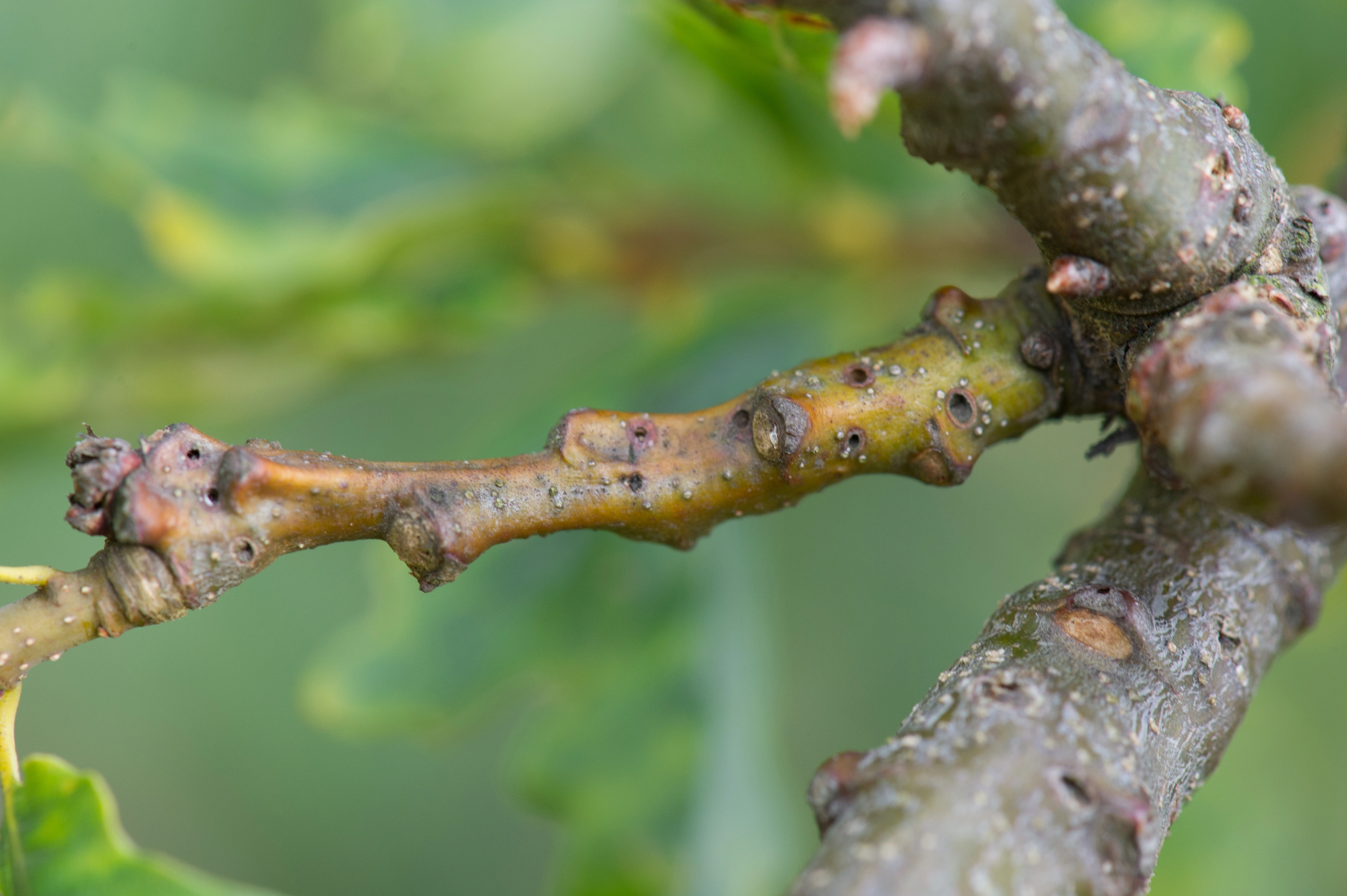 : Andricus quercusradicis.