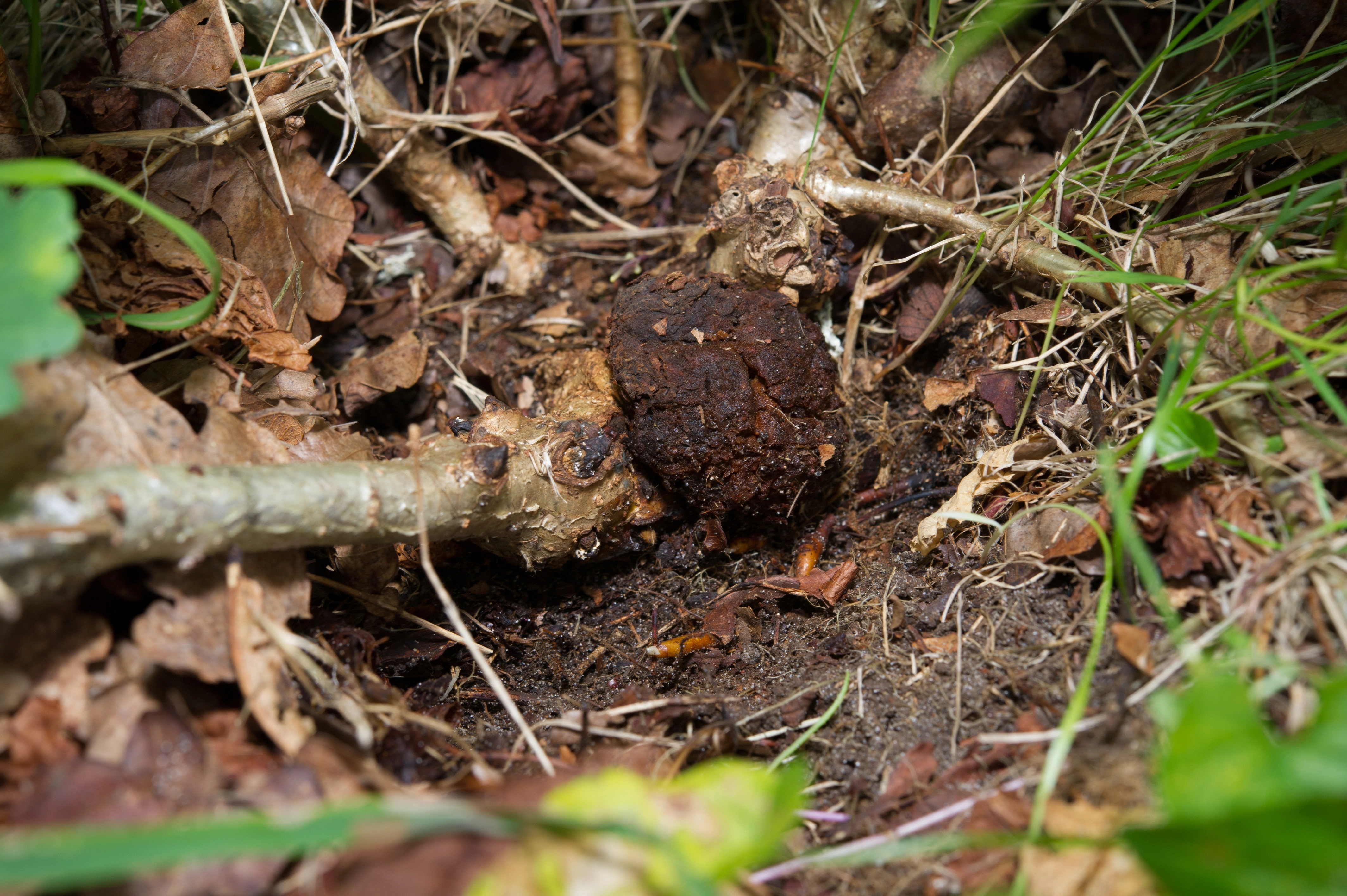 : Andricus quercusradicis.