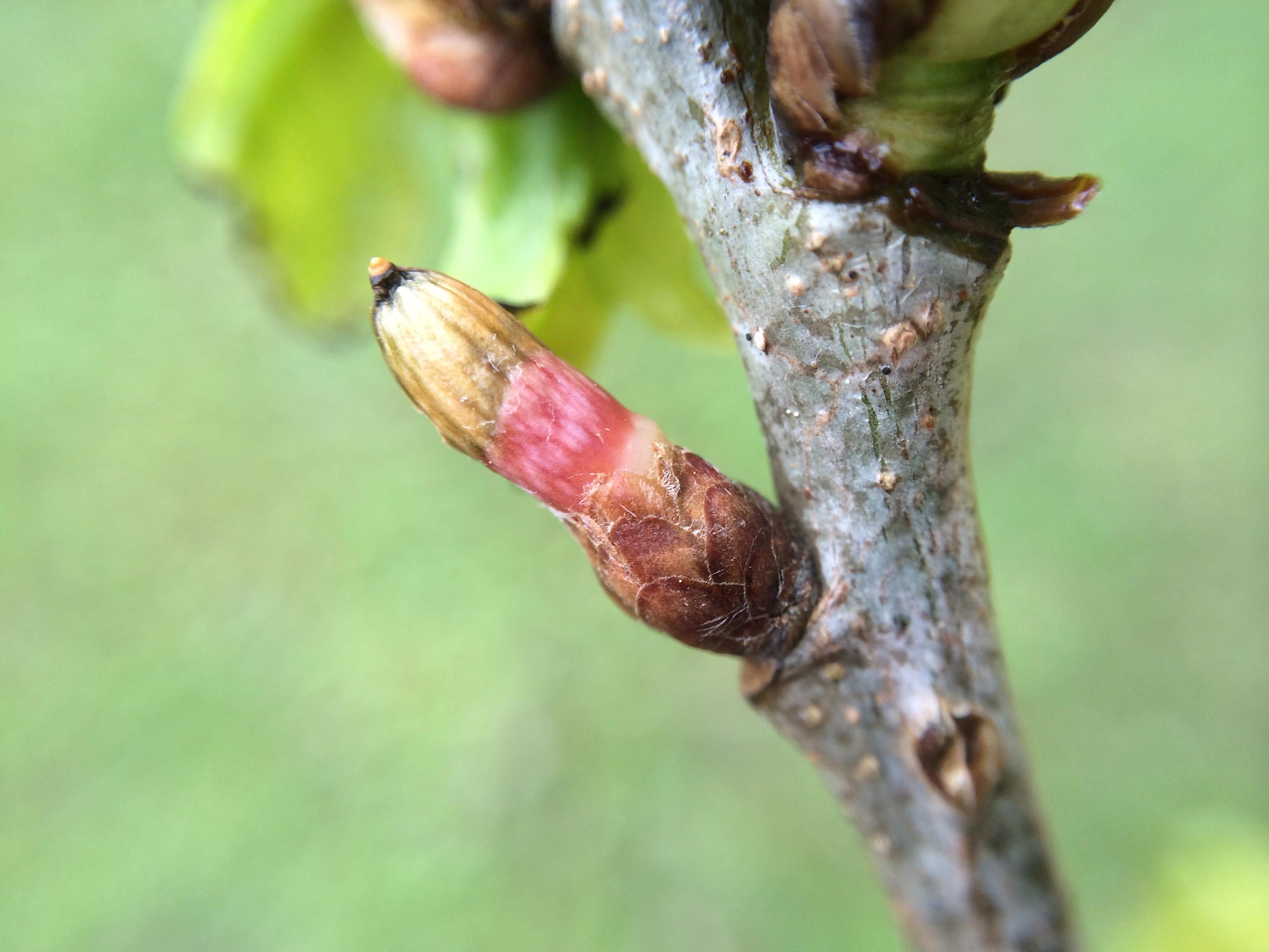 : Andricus quercusramuli.