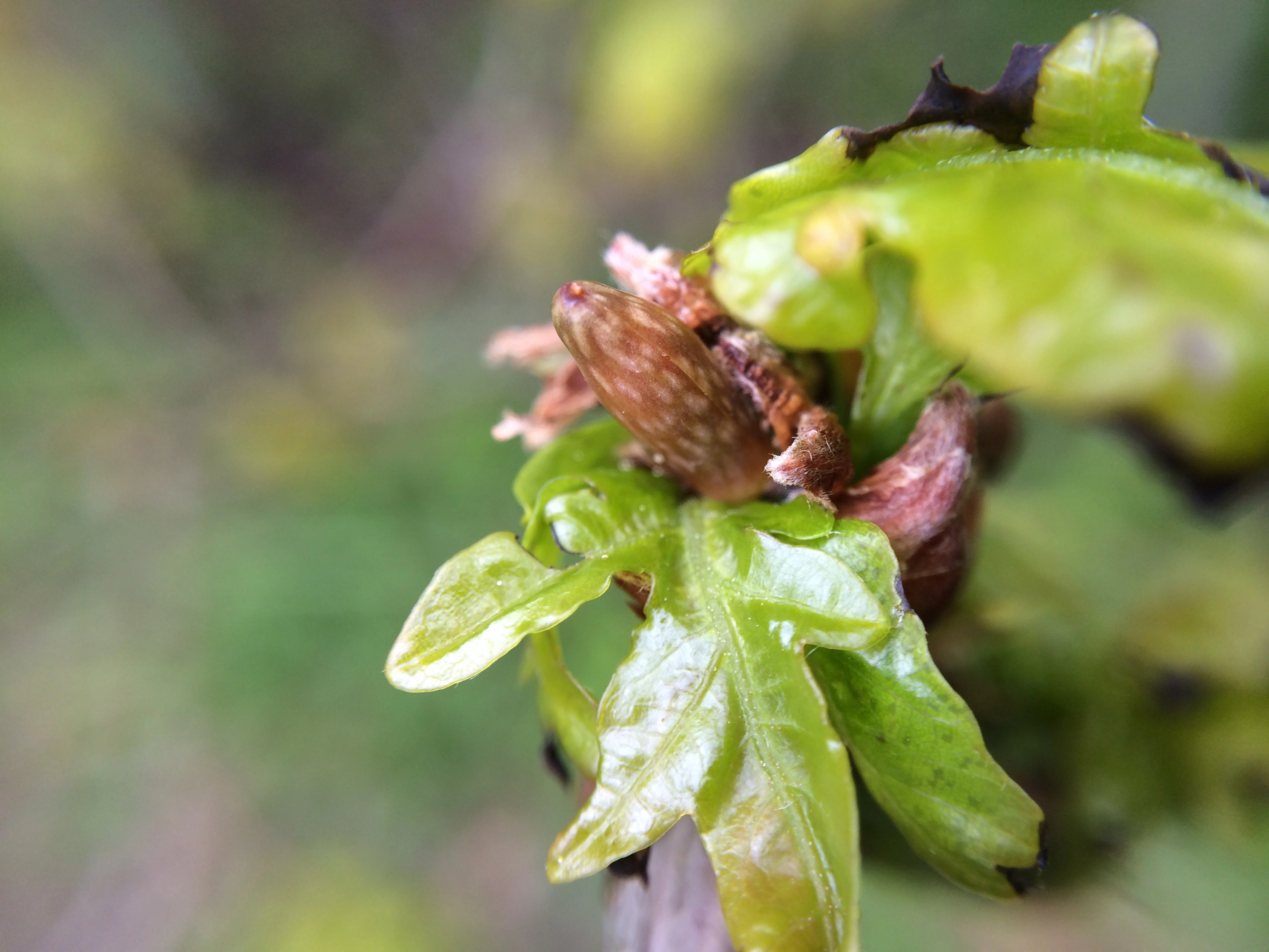 : Andricus quercusramuli.