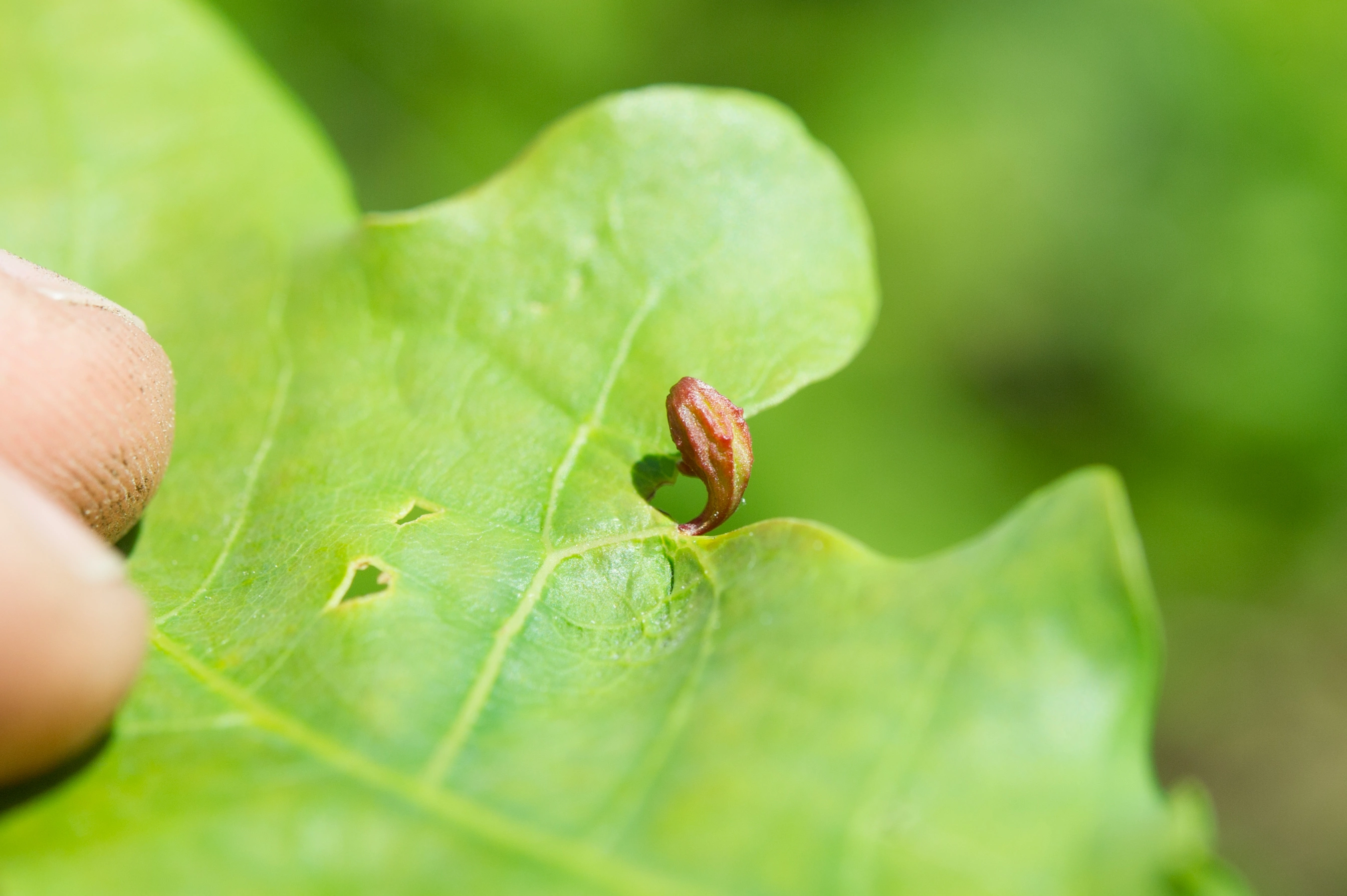 : Andricus seminationis.