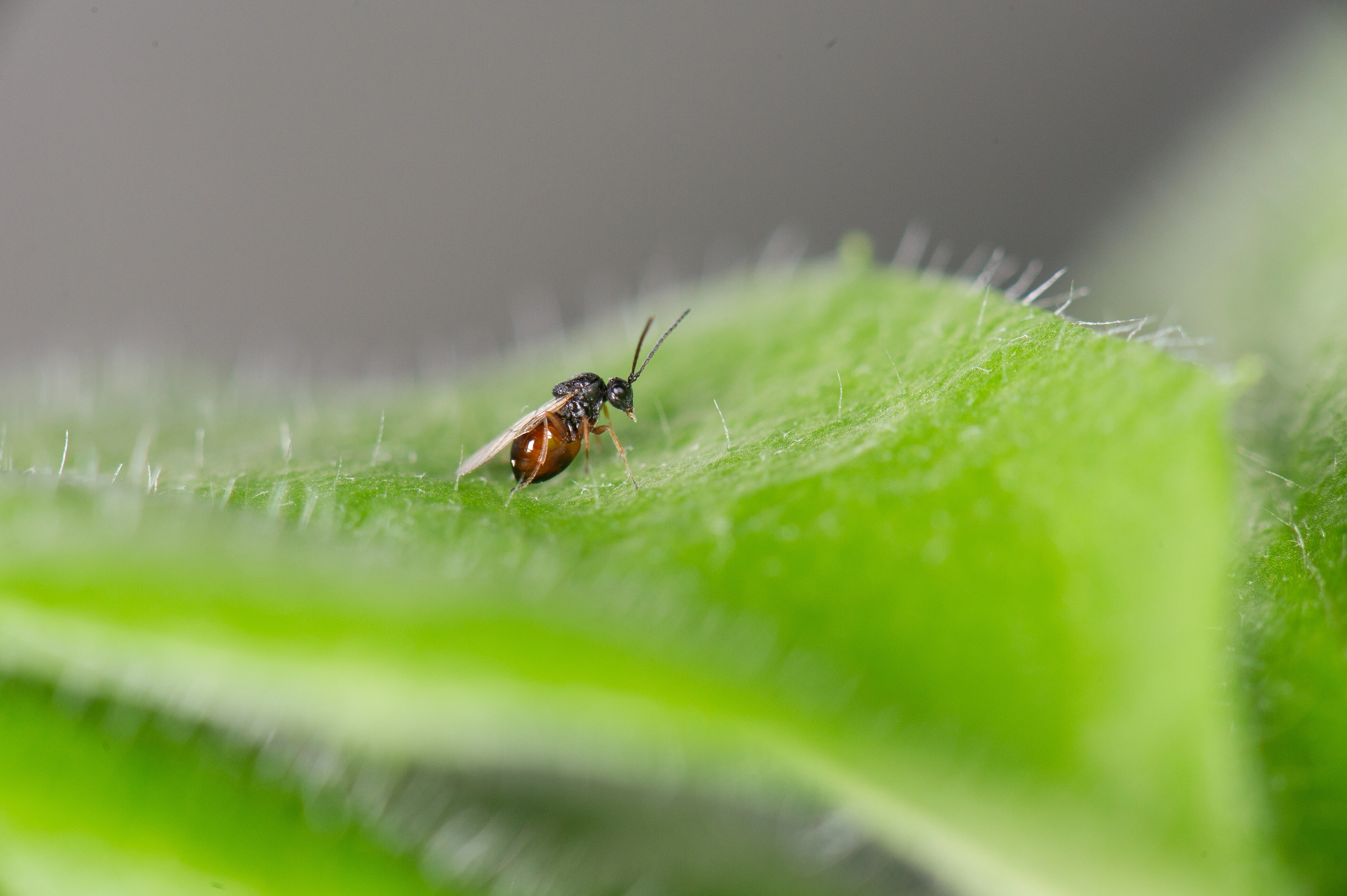 : Aulacidea hieracii.