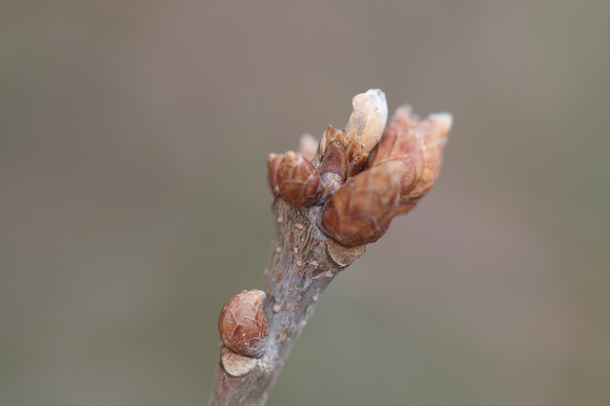 : Cynips quercusfolii.