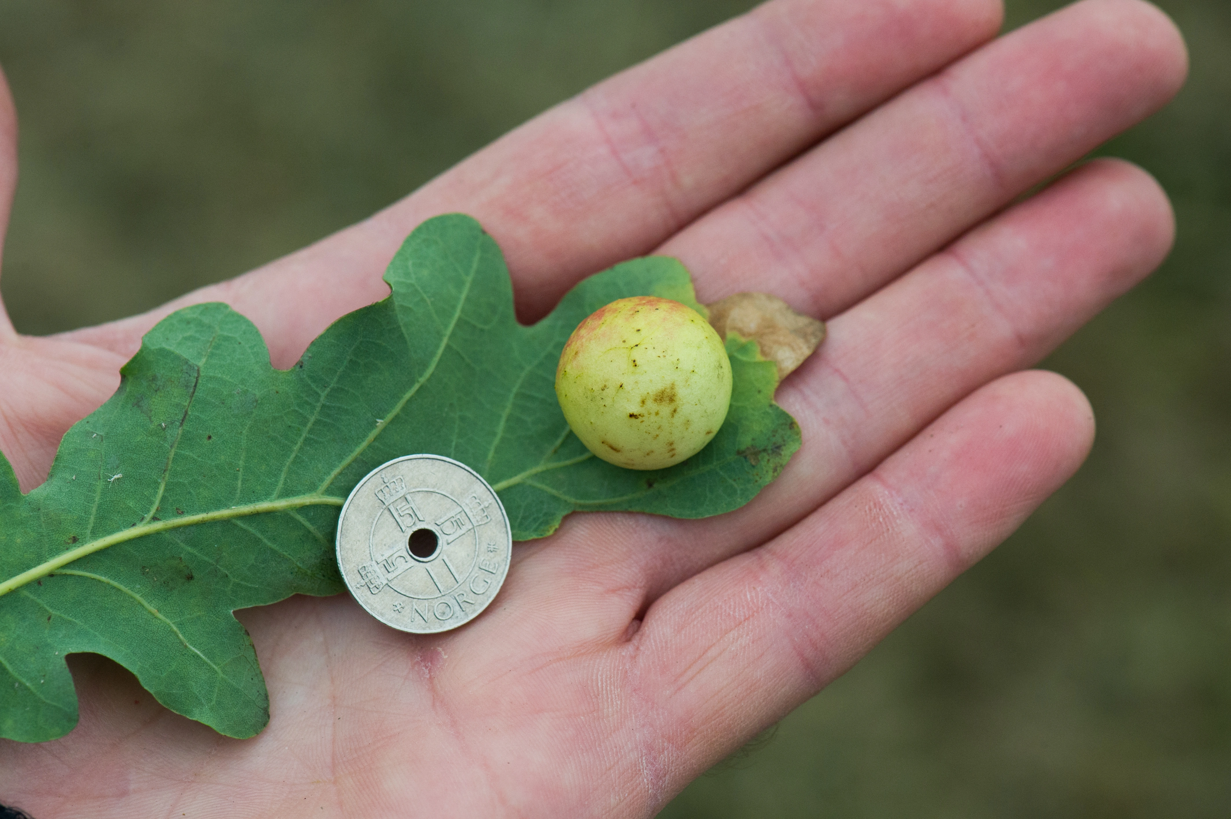 : Cynips quercusfolii.