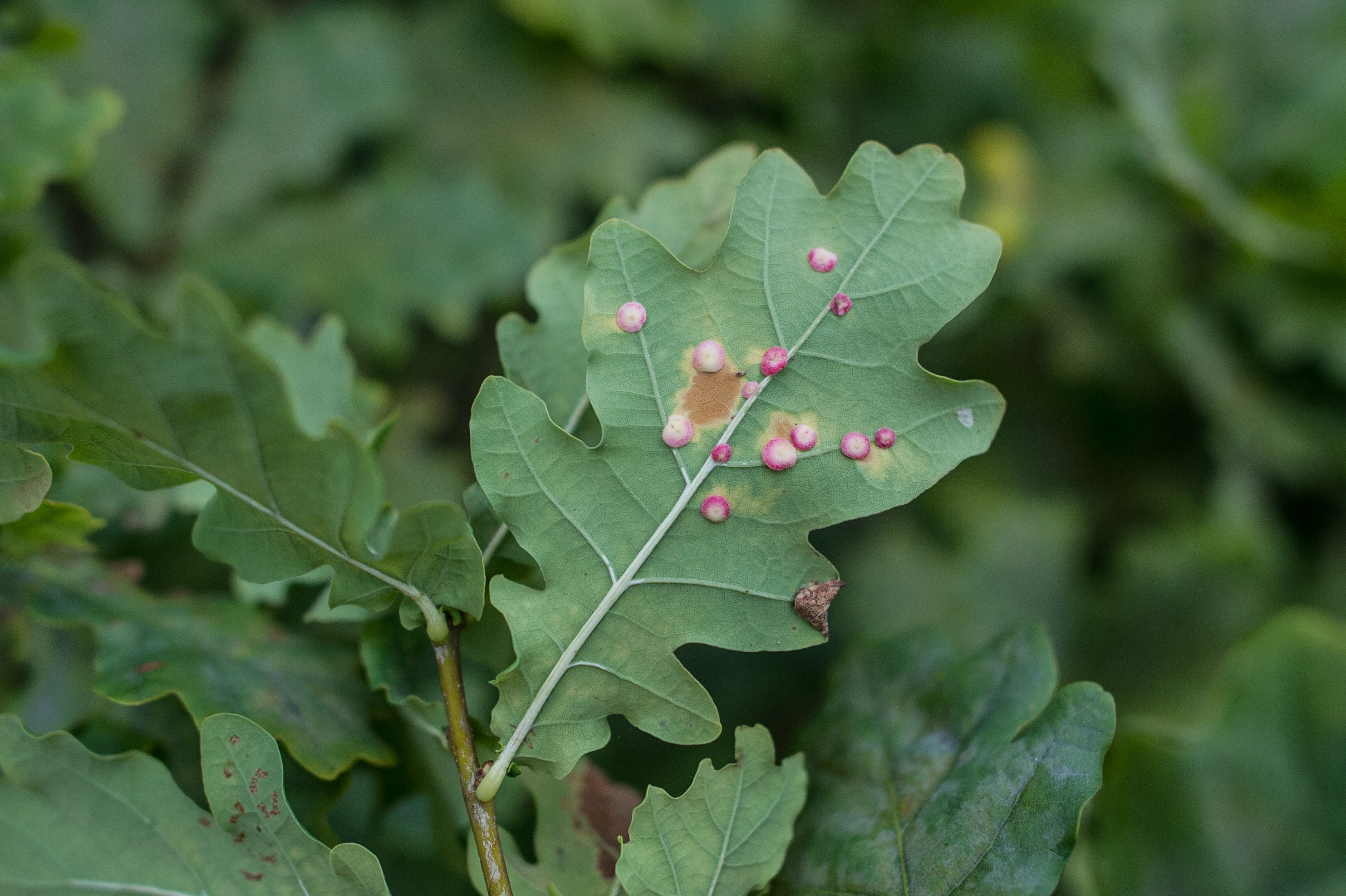 : Neuroterus albipes.