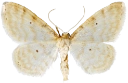 : Idaea fuscovenosa.