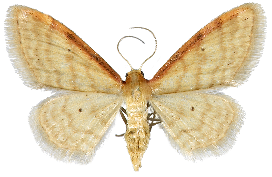 : Idaea humiliata.