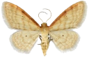 : Idaea humiliata.