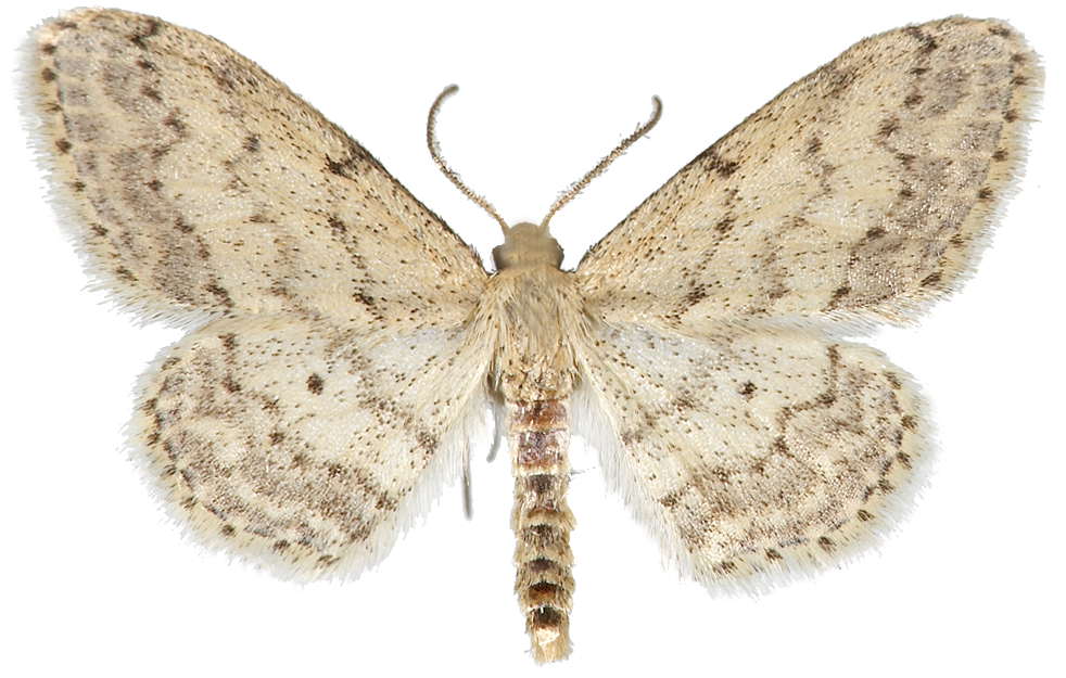 : Idaea seriata.