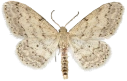 : Idaea seriata.