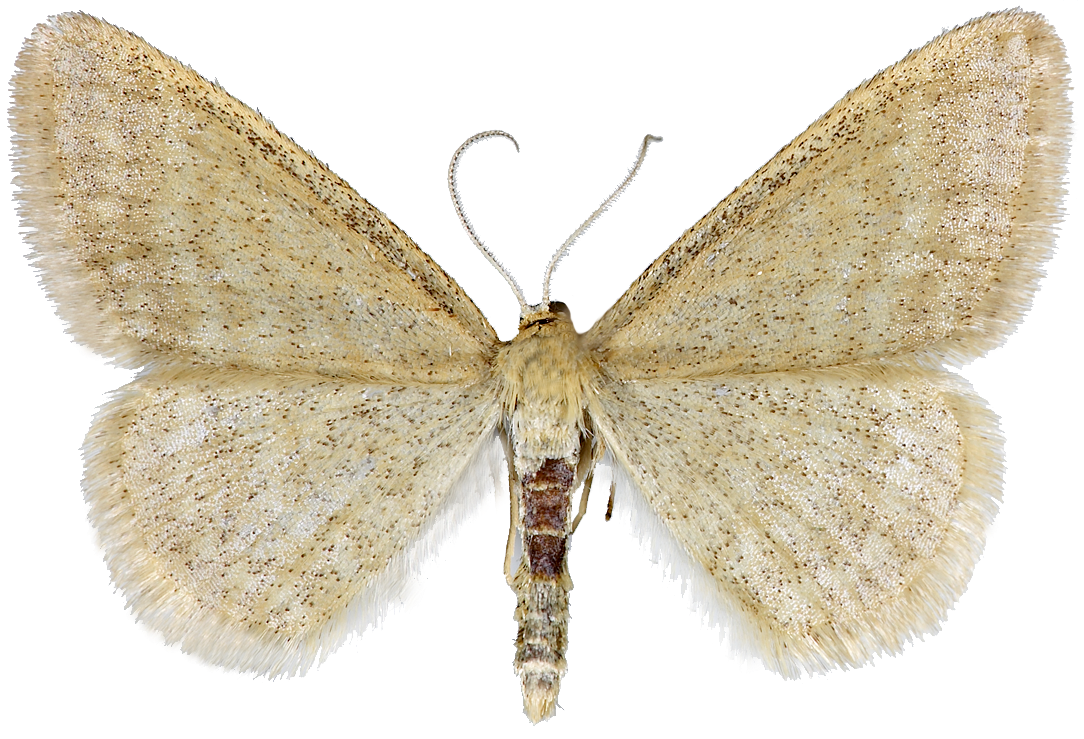 : Idaea pallidata.