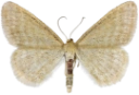 : Idaea pallidata.