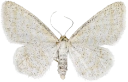 : Idaea pallidata.