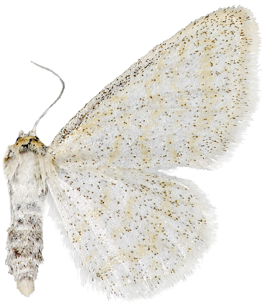 : Idaea pallidata.