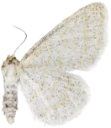 : Idaea pallidata.