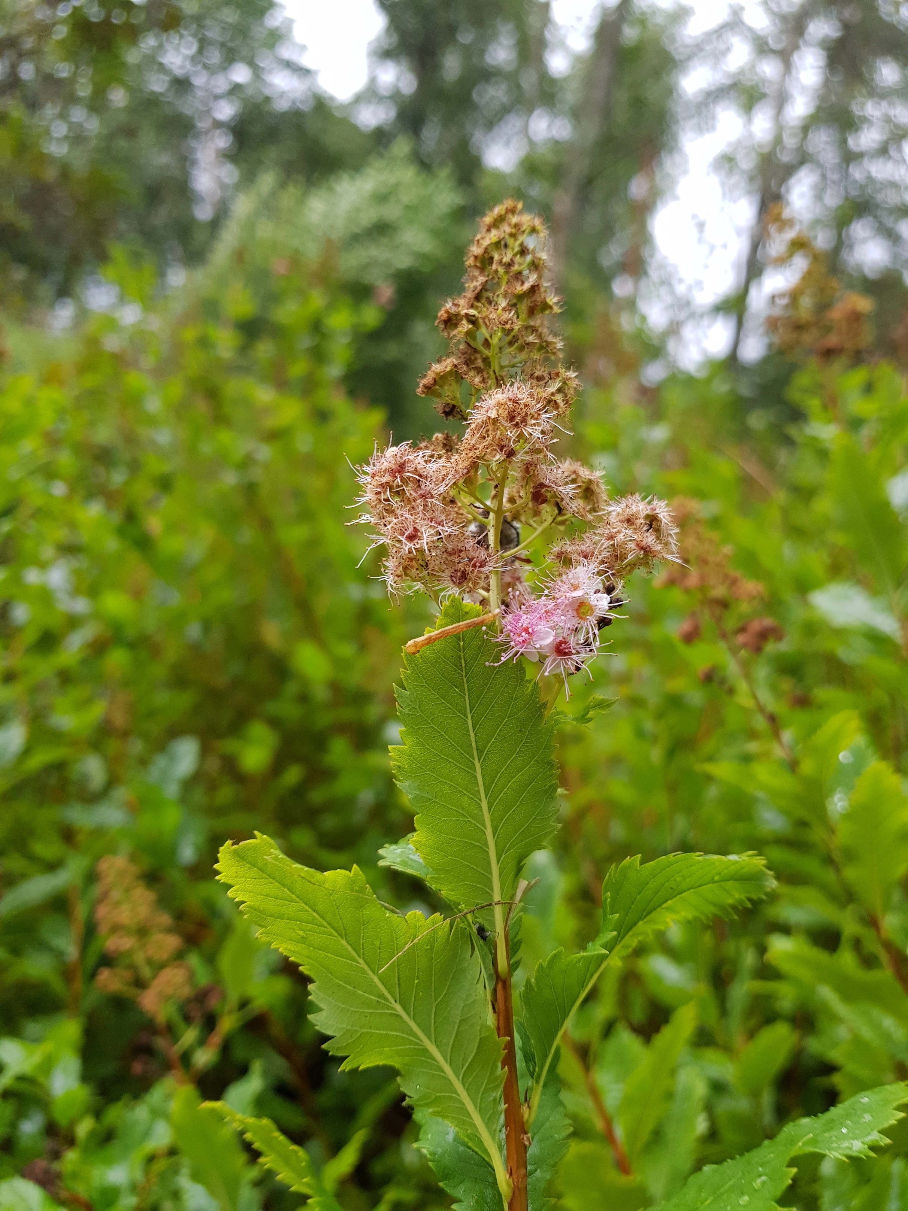 : Spiraea ×rubella.